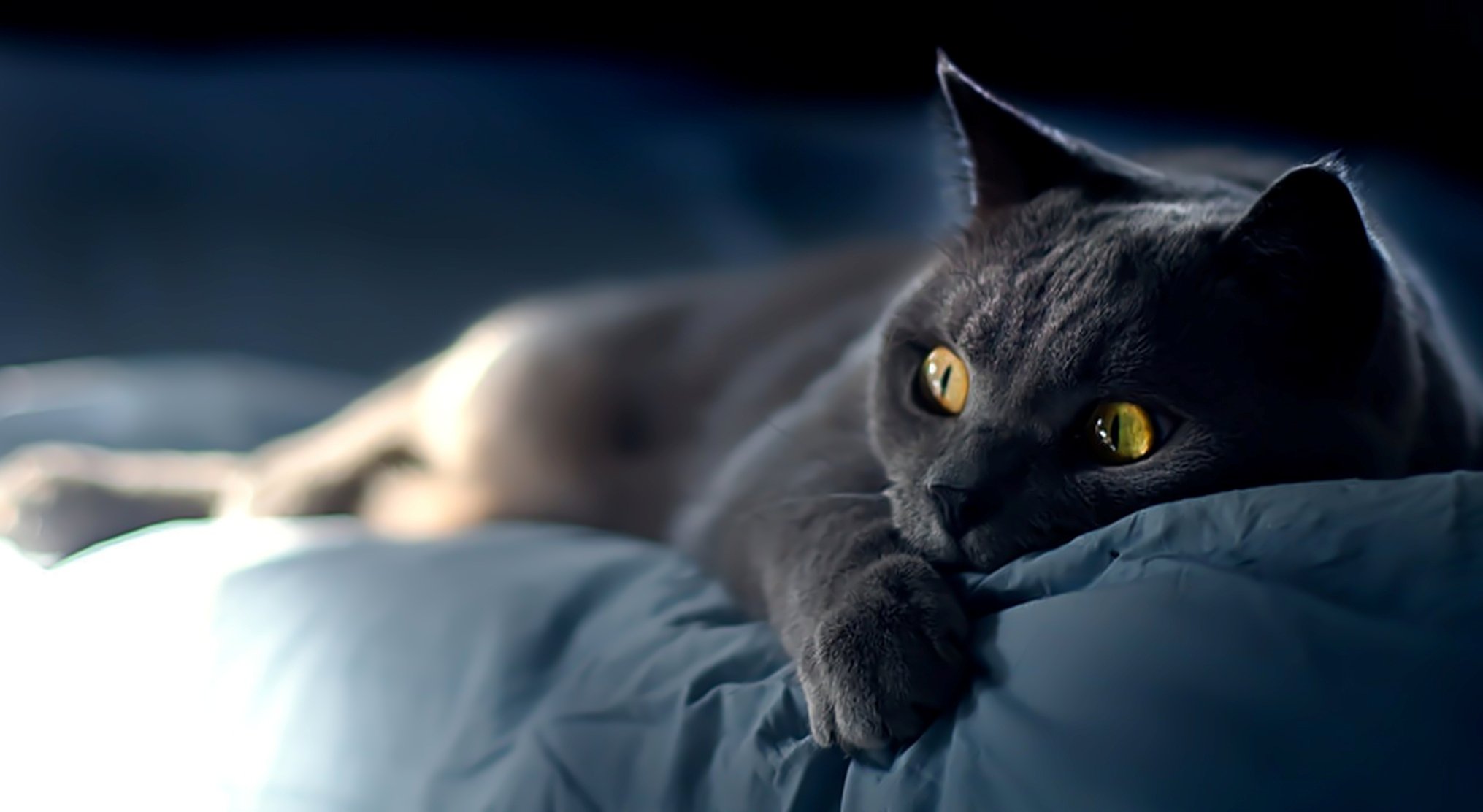 chat chat chaton museau moustache yeux regard