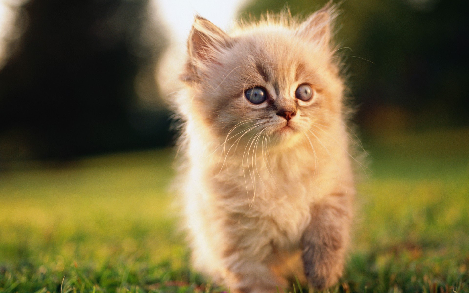 kitten snout grass furry