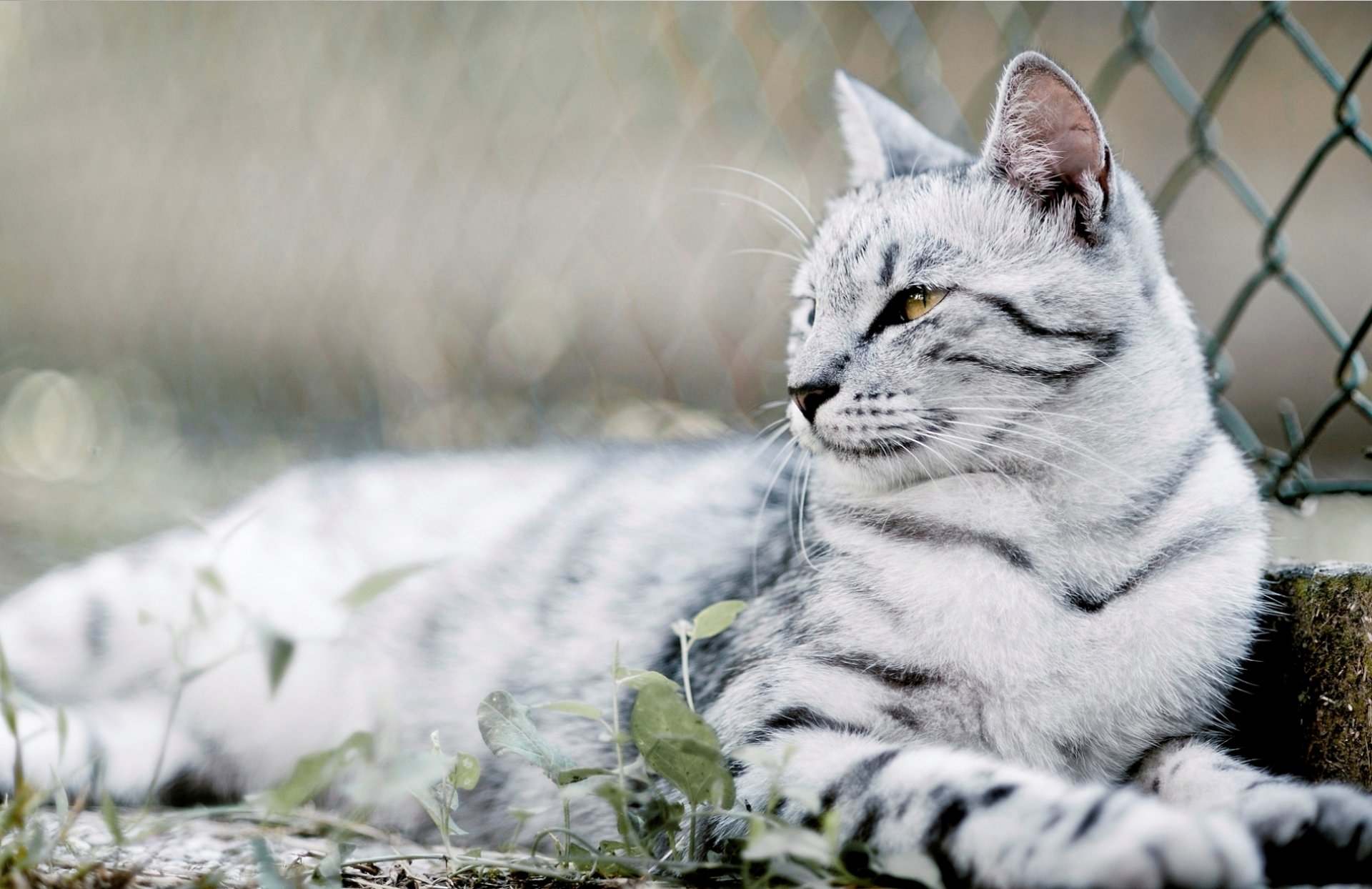 gatto gatto lana colore baffi occhi foto sfondo sfocatura bokeh carta da parati