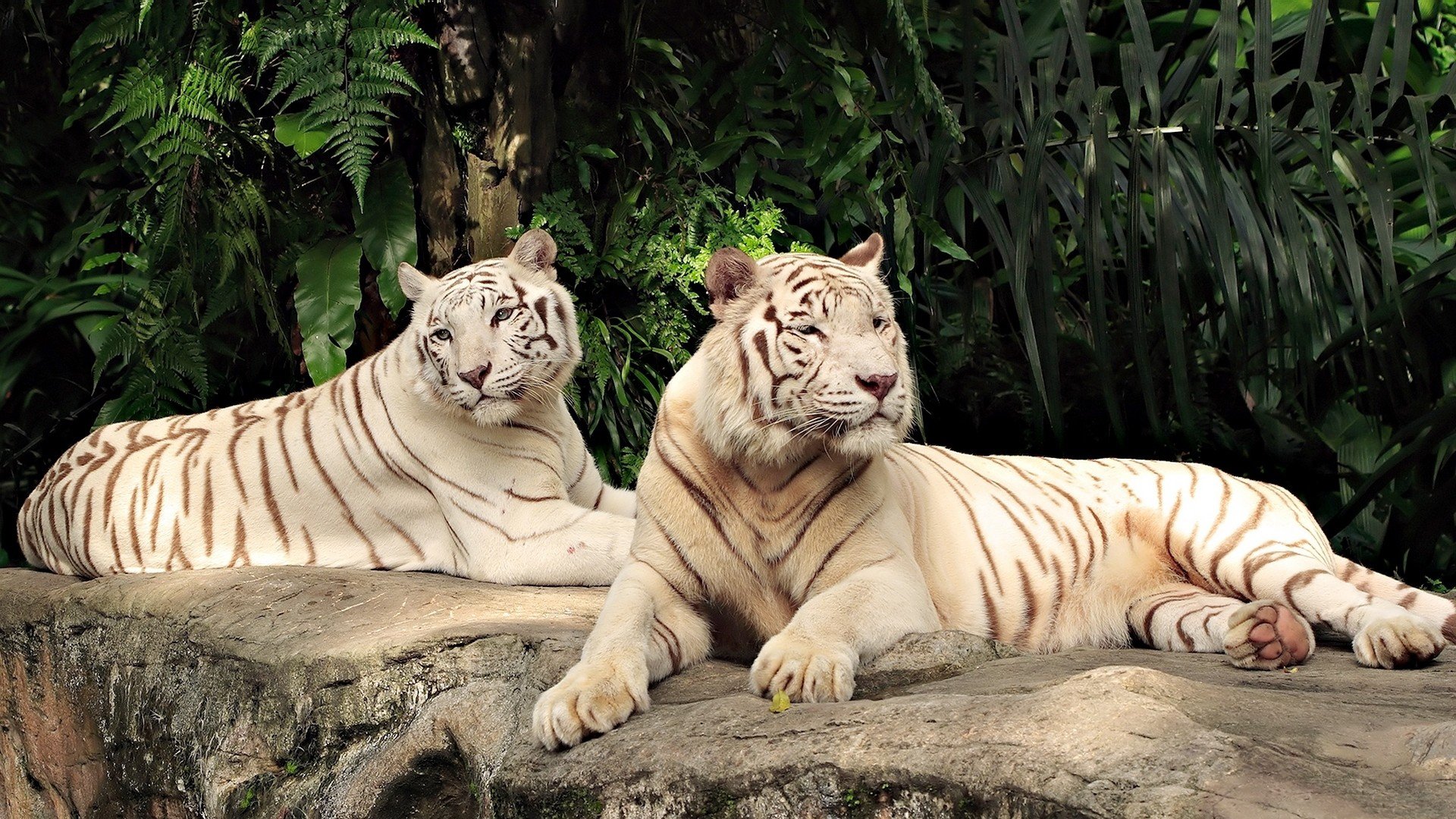 tigers white cats the pair