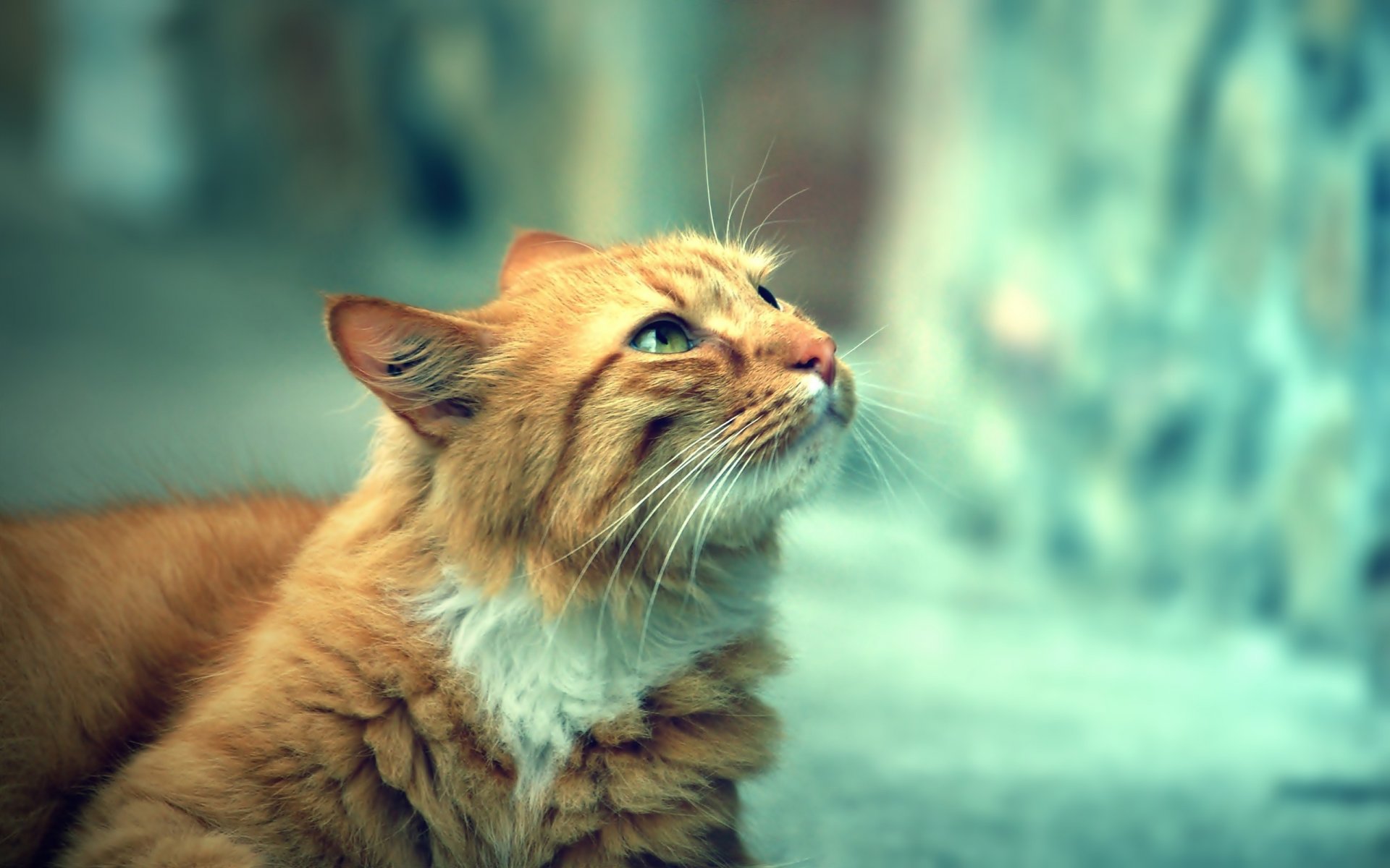 gato gato mirando mirada calle día