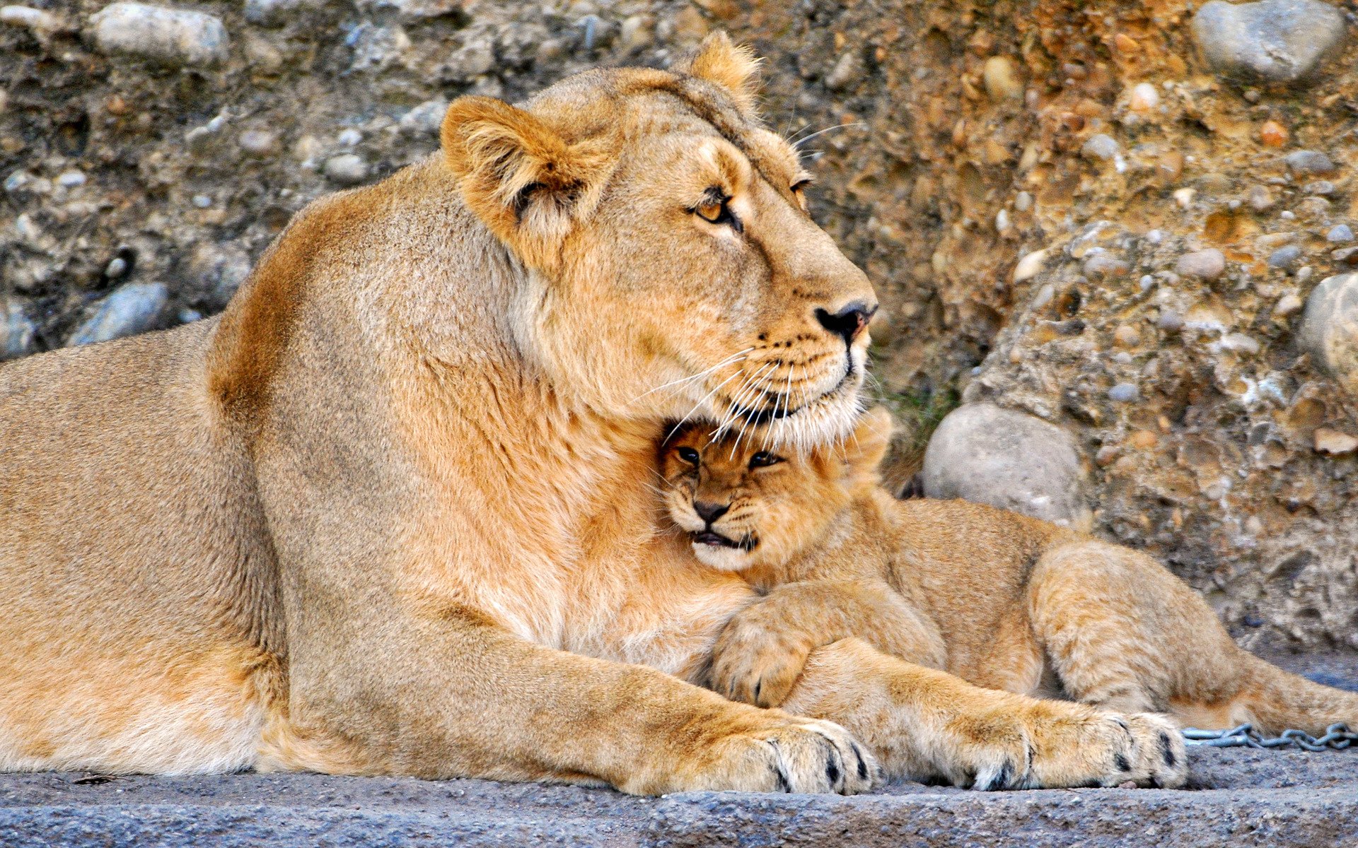 gatos leones león bebé