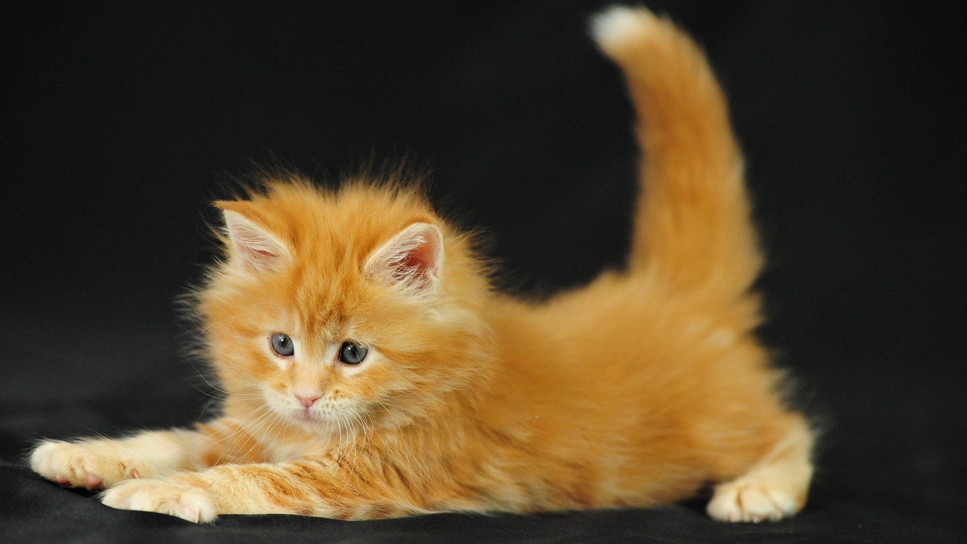 gattino gatto rosso peloso