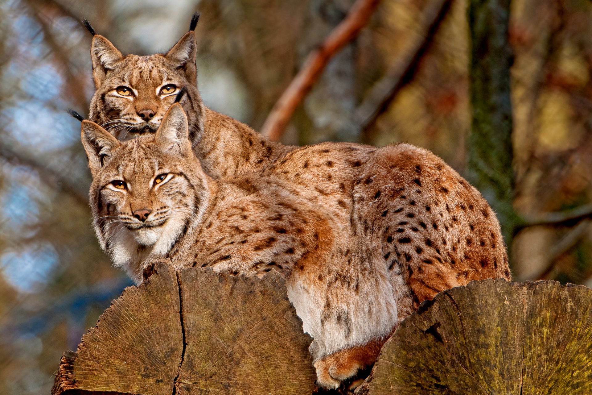 lince due su un albero