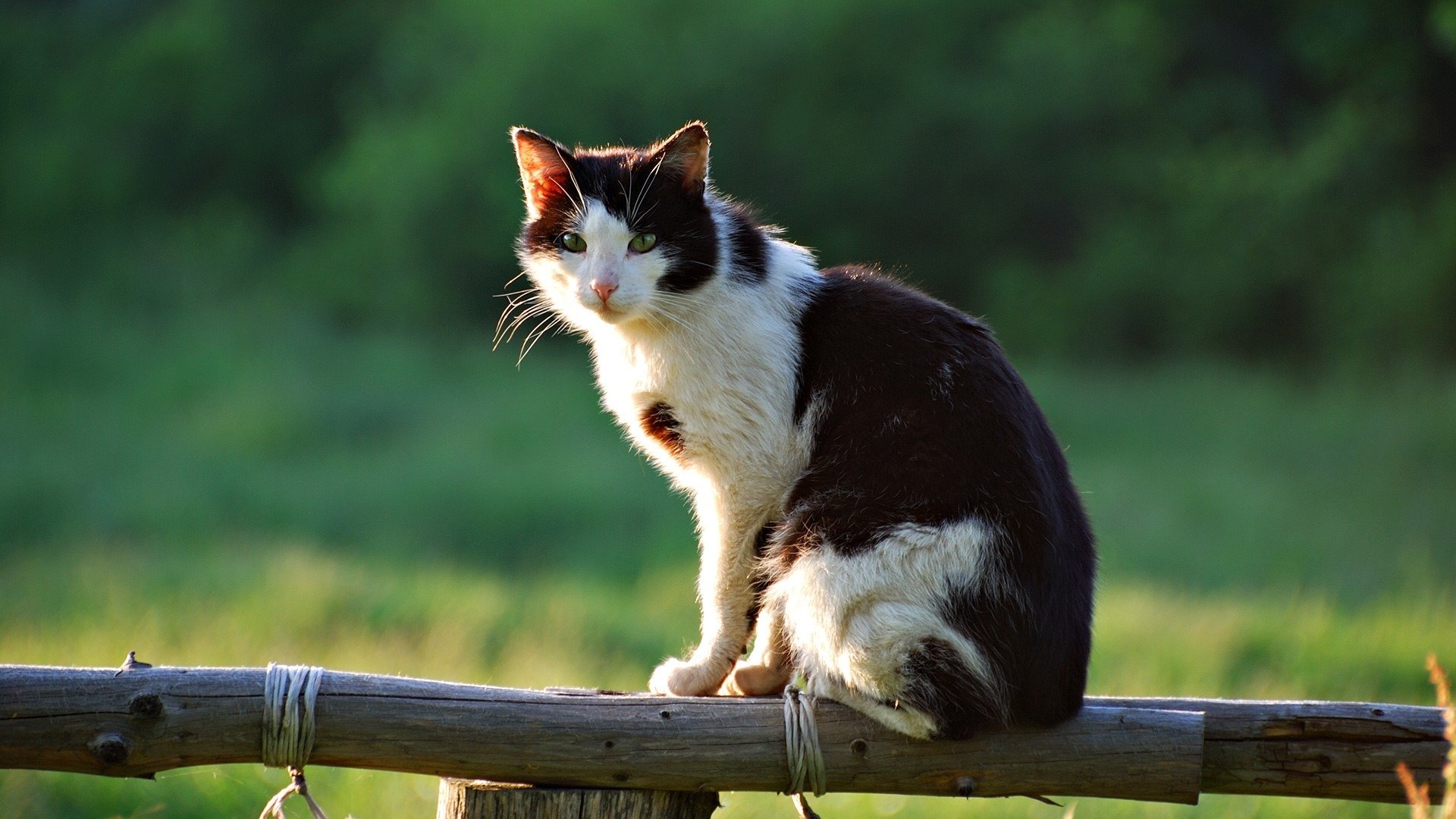 gatto seduta recinzione estate villaggio