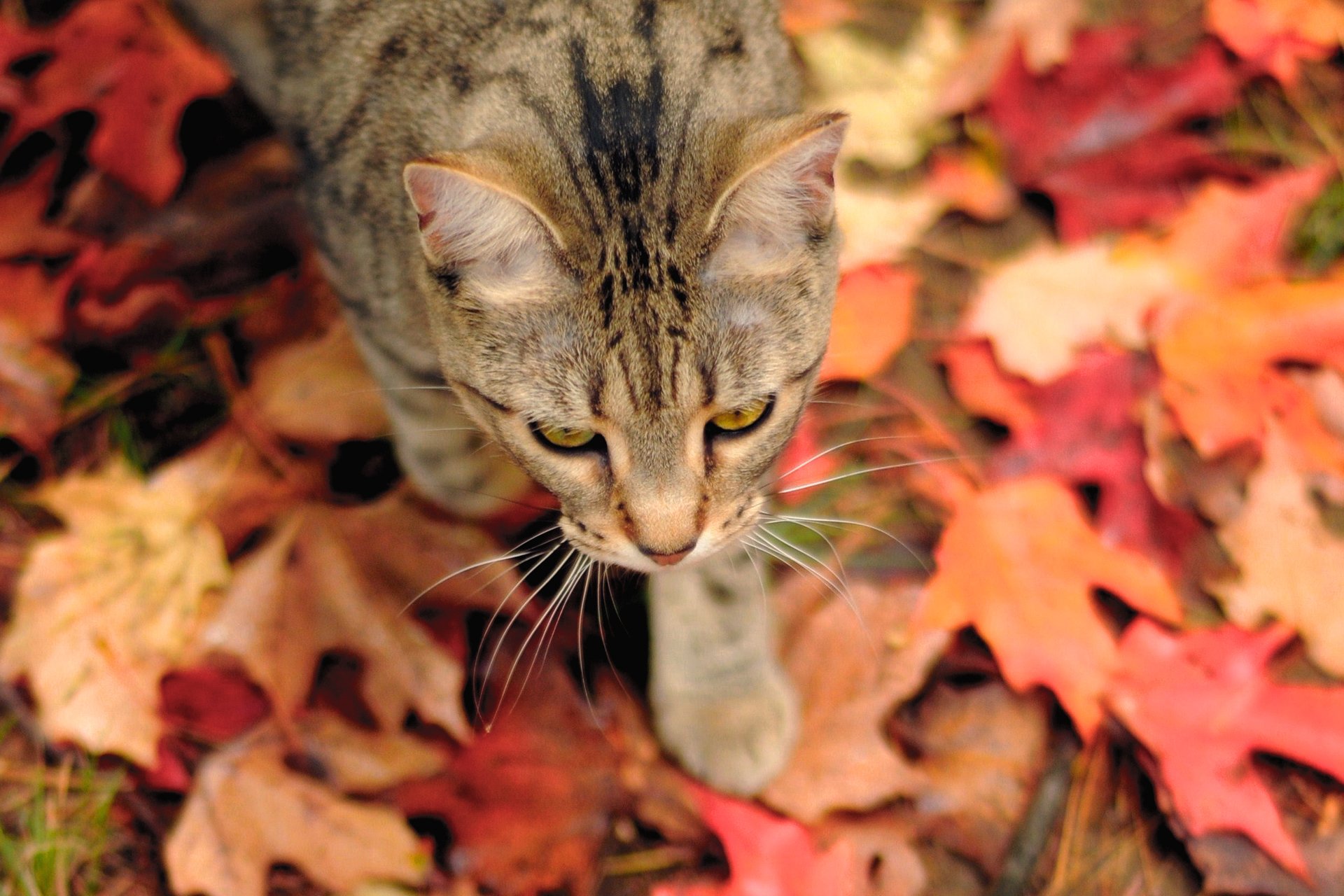 cat foliage autumn