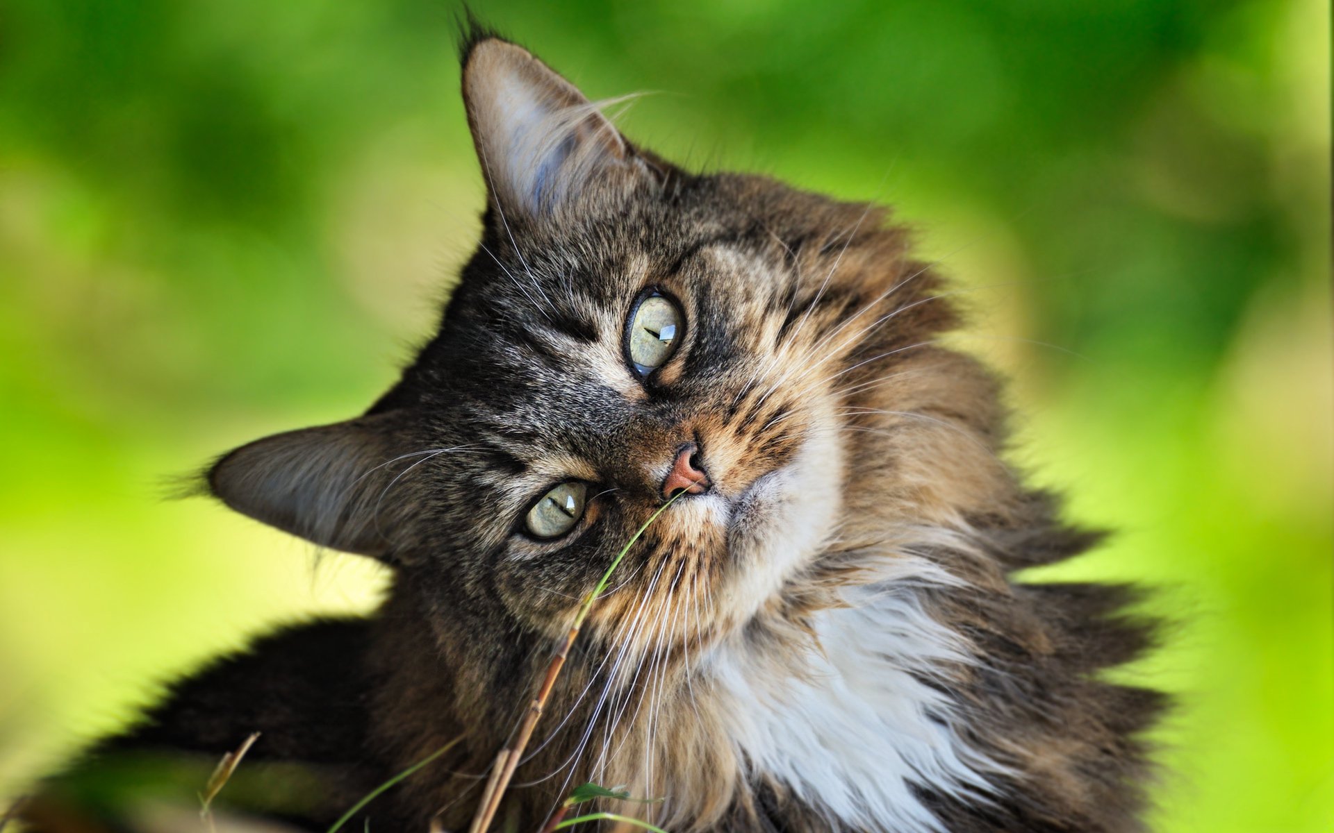 tiere katzen sommer