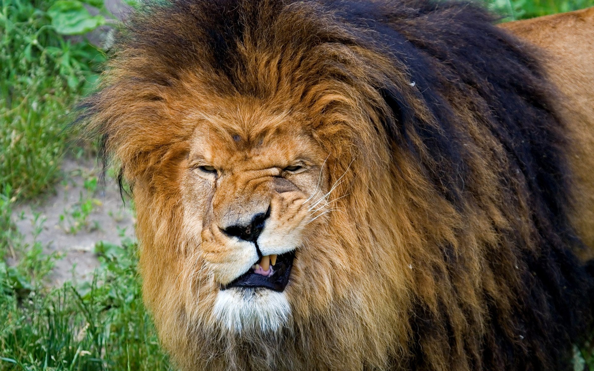 lion crinière gueule