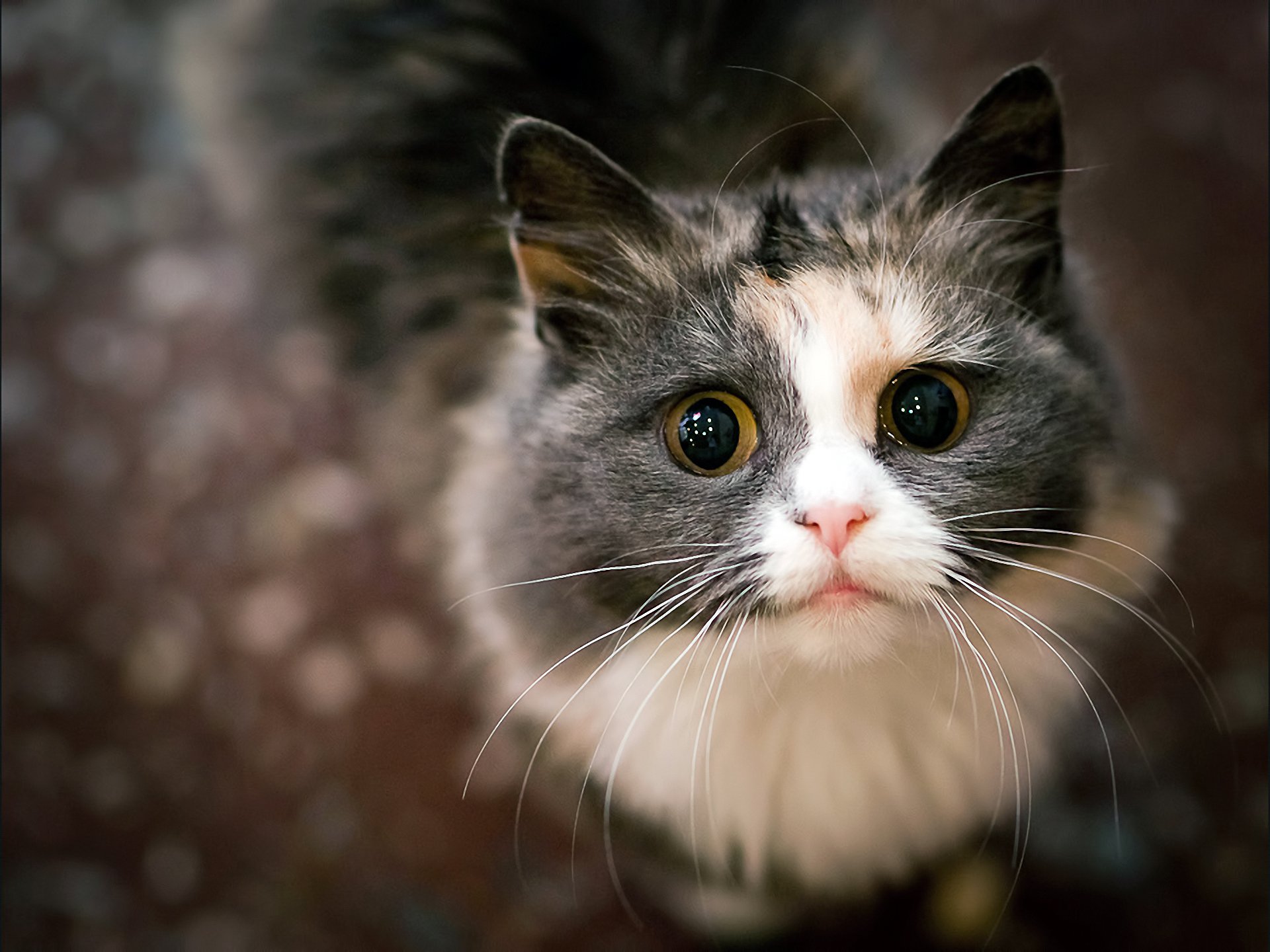 gato mirada ojos bigote