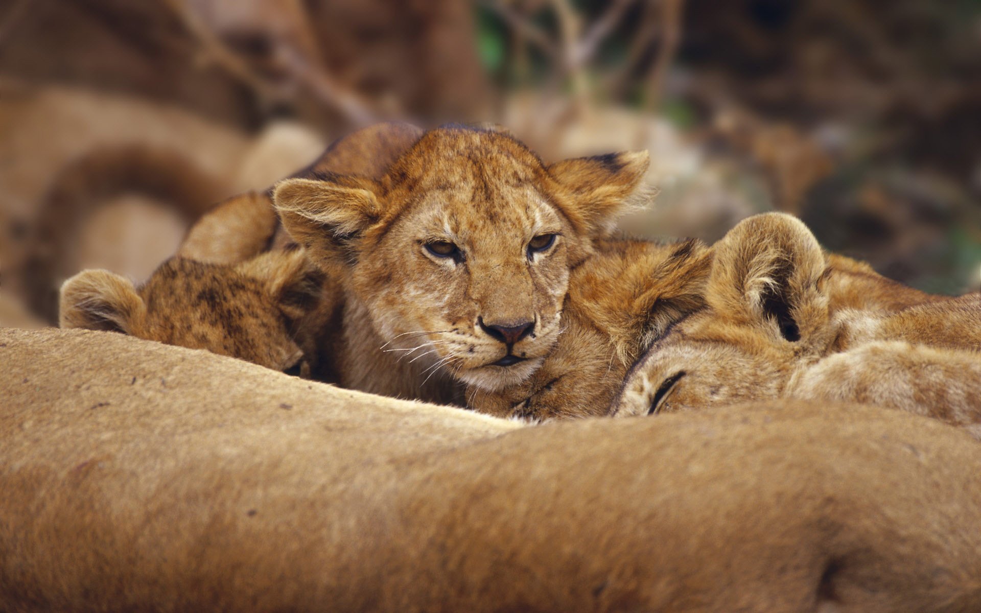 lion lions chat lion