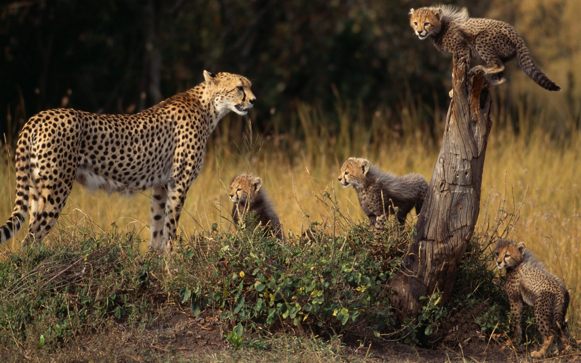 guepardo familia animales