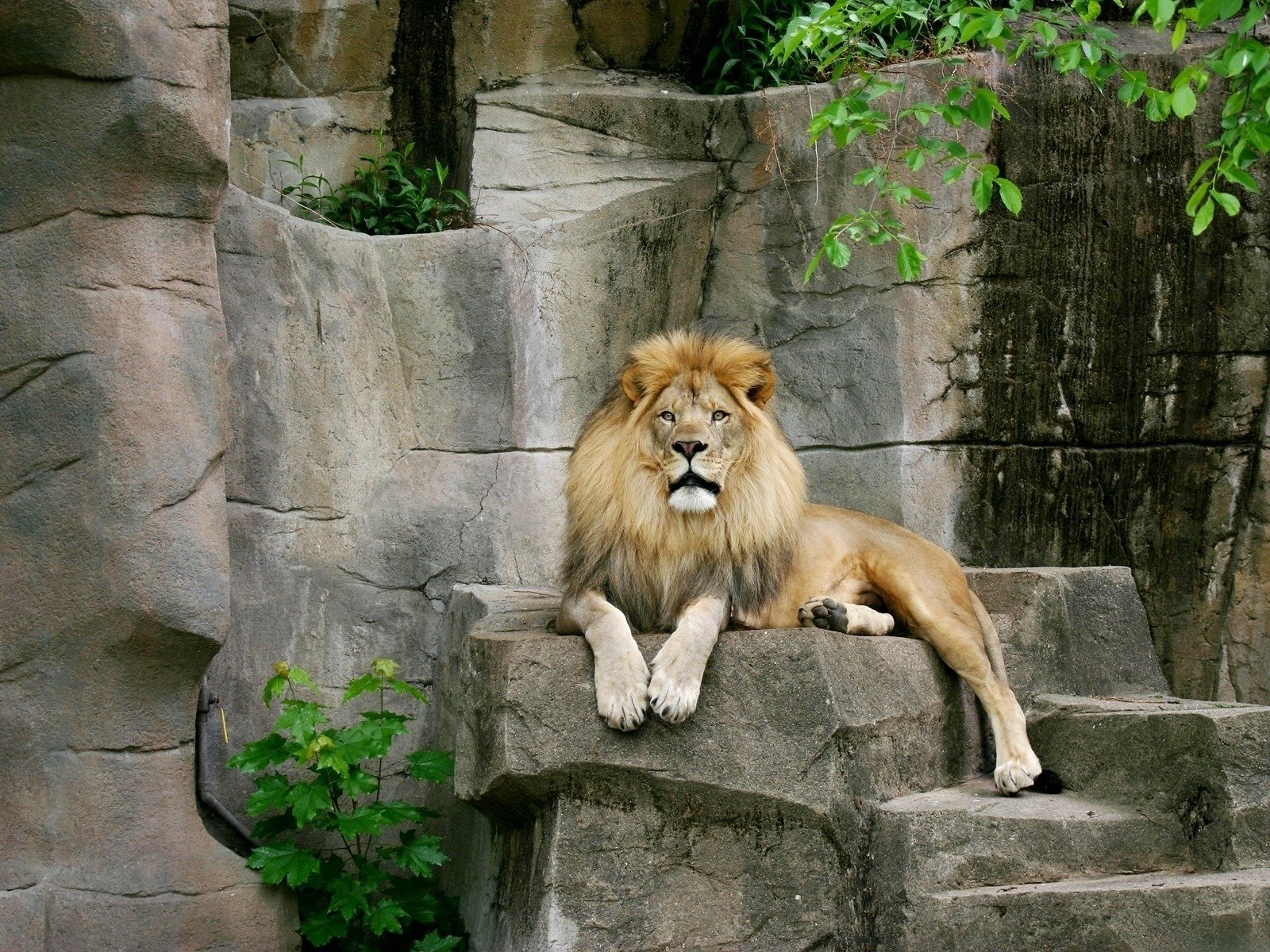 león piedras gatos