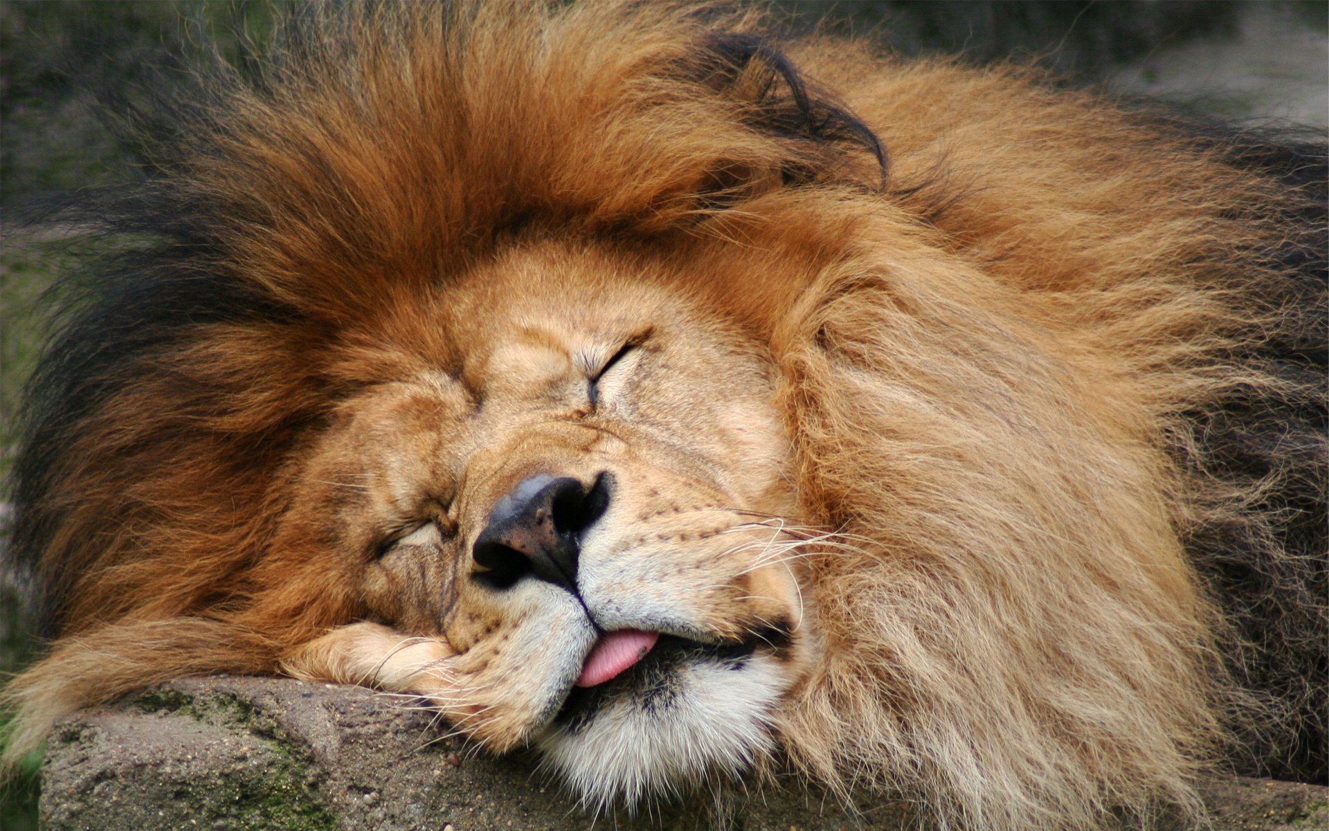 lion langue dort crinière