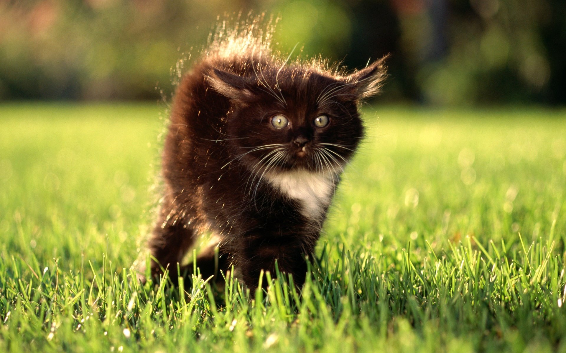 chaton herbe pelouse yeux regard surprise