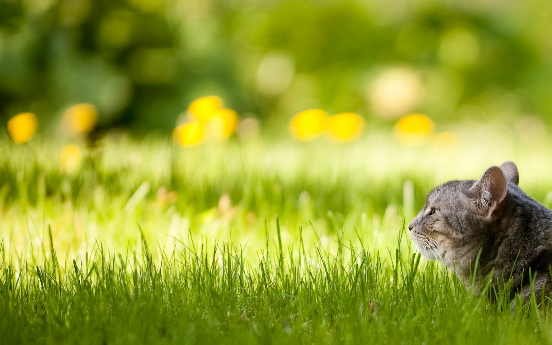 chat herbe pelouse