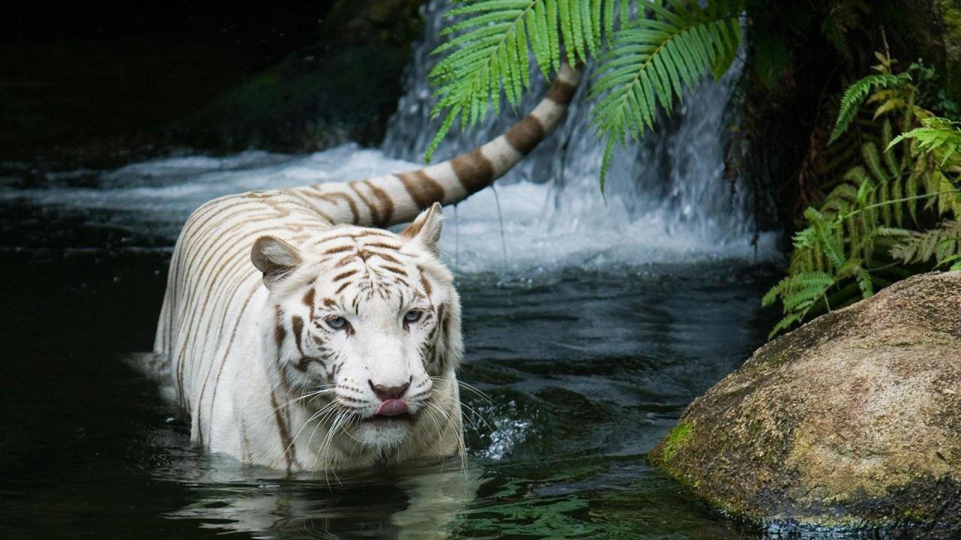 tigre tigre blanc chat