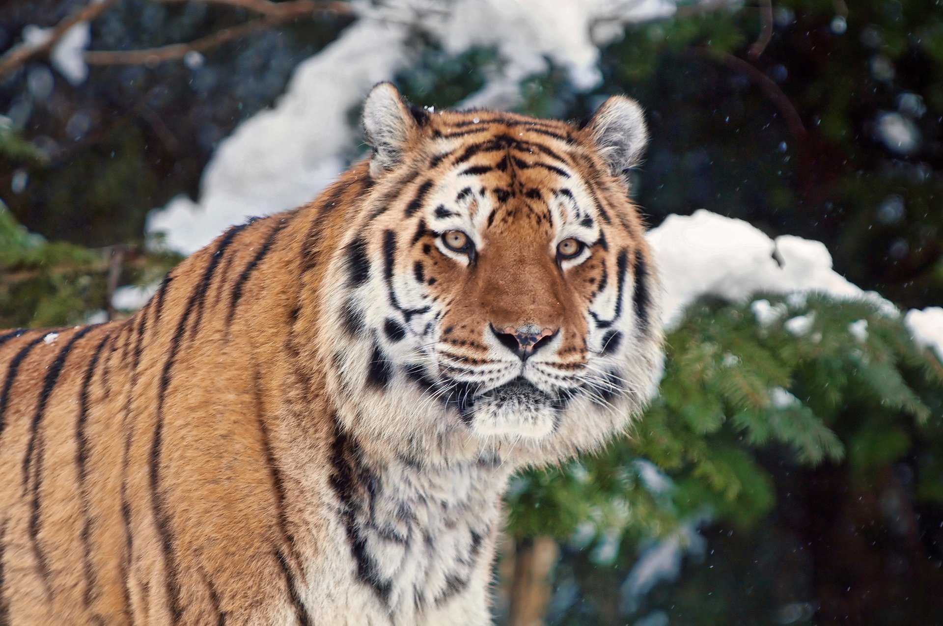 tiger schnee winter