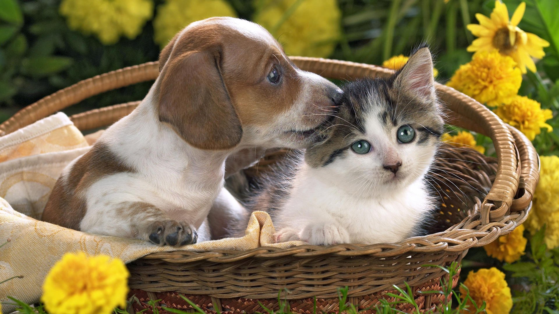 kitten puppy shopping flower