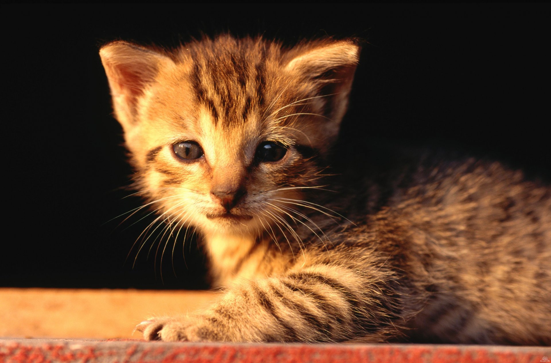 chaton museau de poire pitoyable