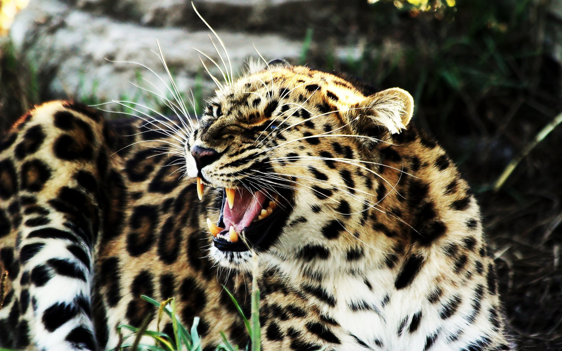 leopardo giace ringhia sorriso zanne