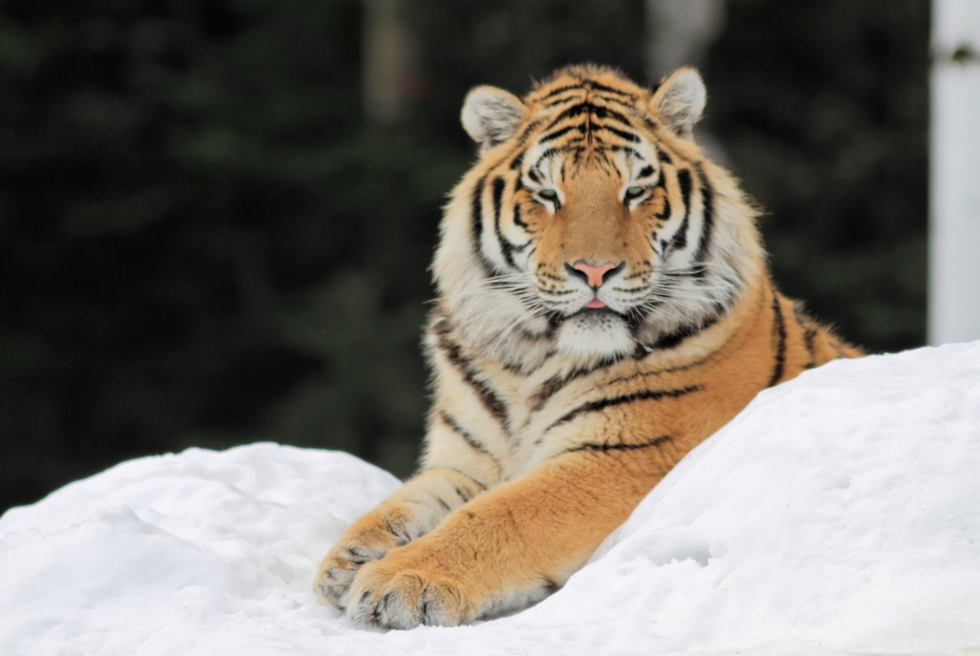 tiger schnee pfoten