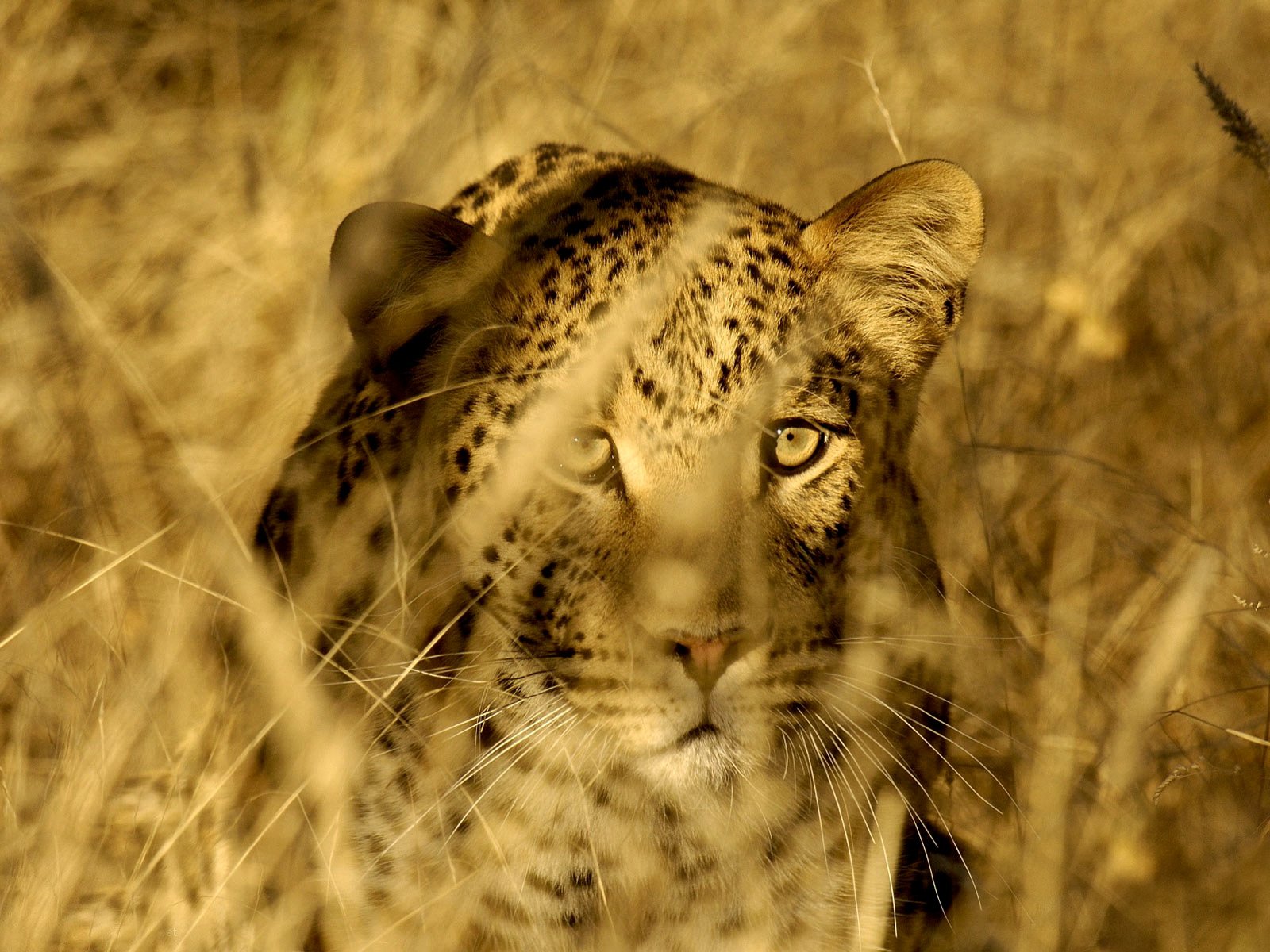 cat wild predator leopard savannah grass stems hunt hid face eye