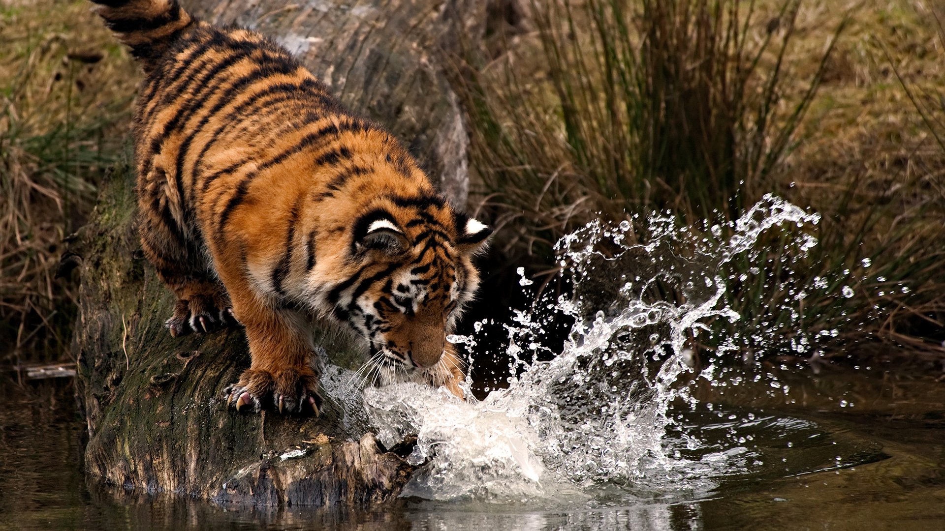 tigre acqua zampa colpo gocce spruzzi