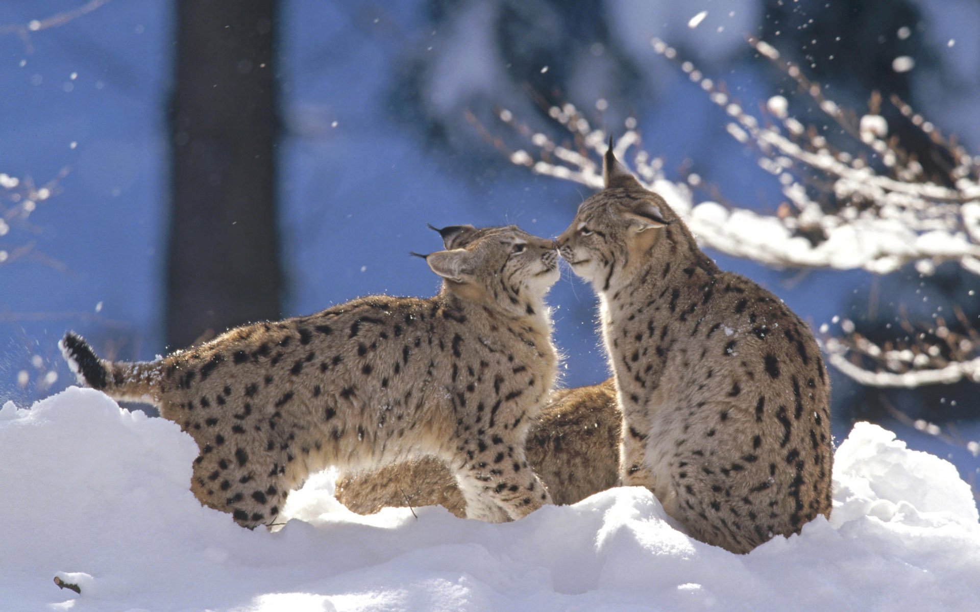 lynx neige hiver jeu forêt