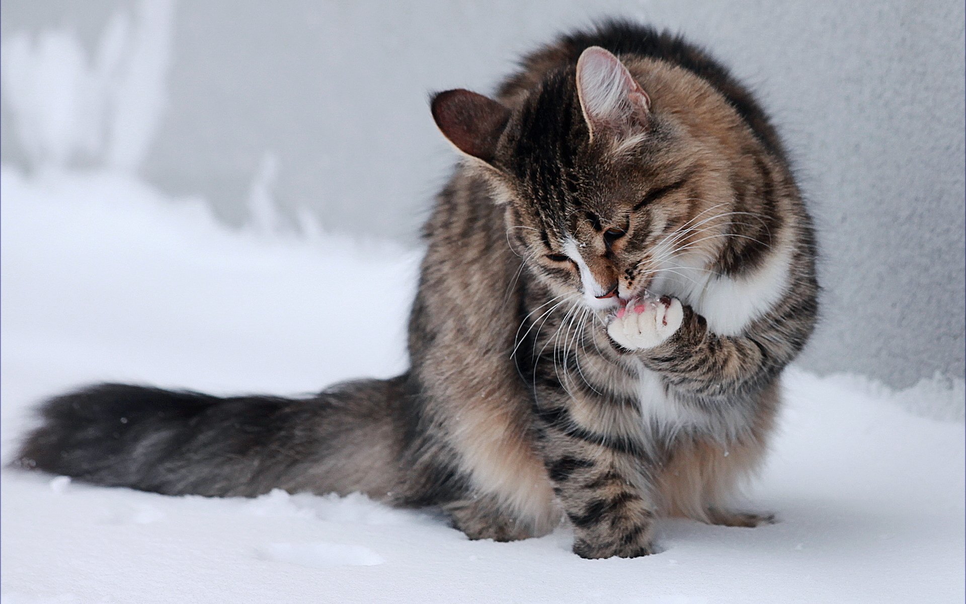 gato nieve patas sentado lamiendo