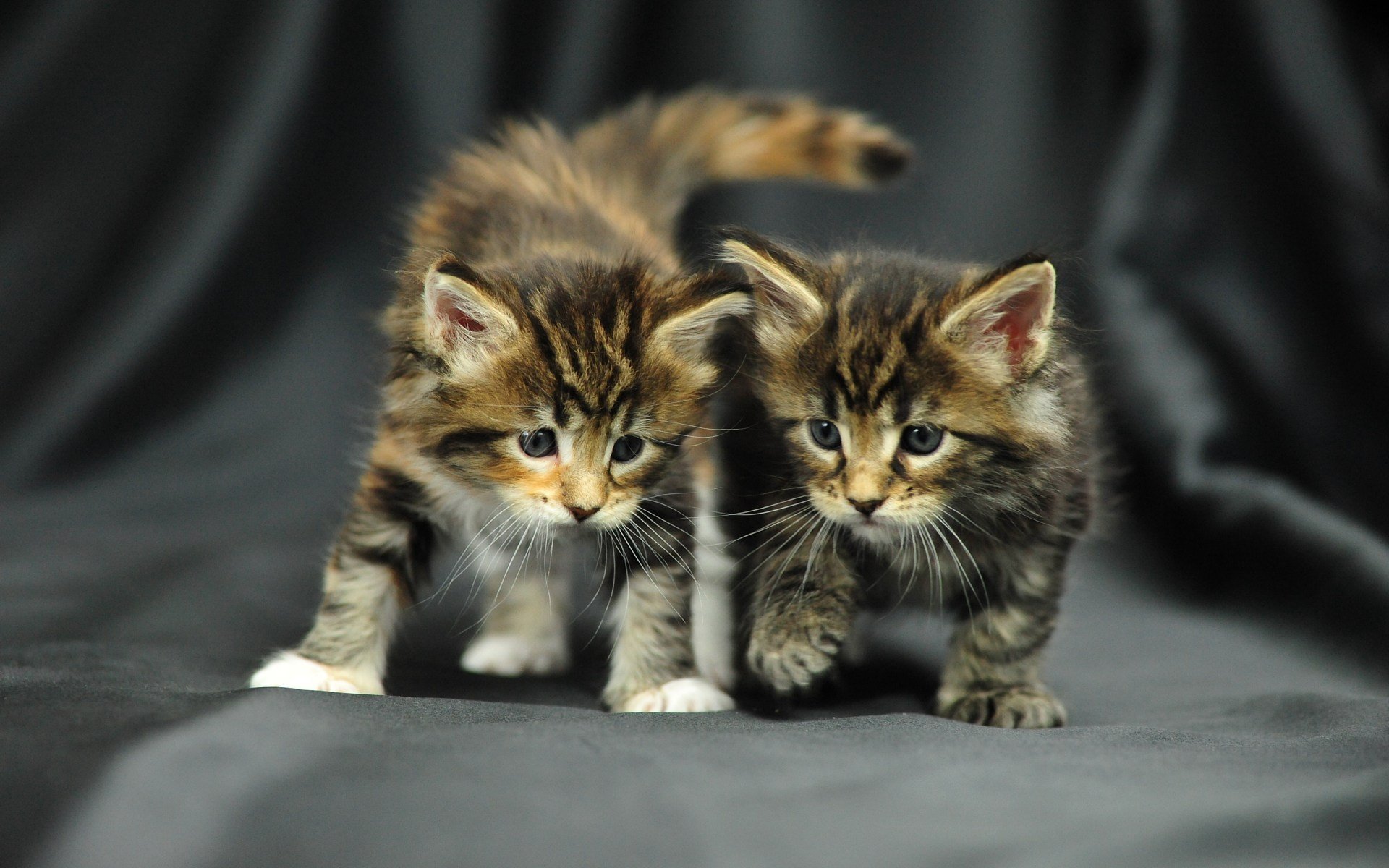 bebé peludo neko foto