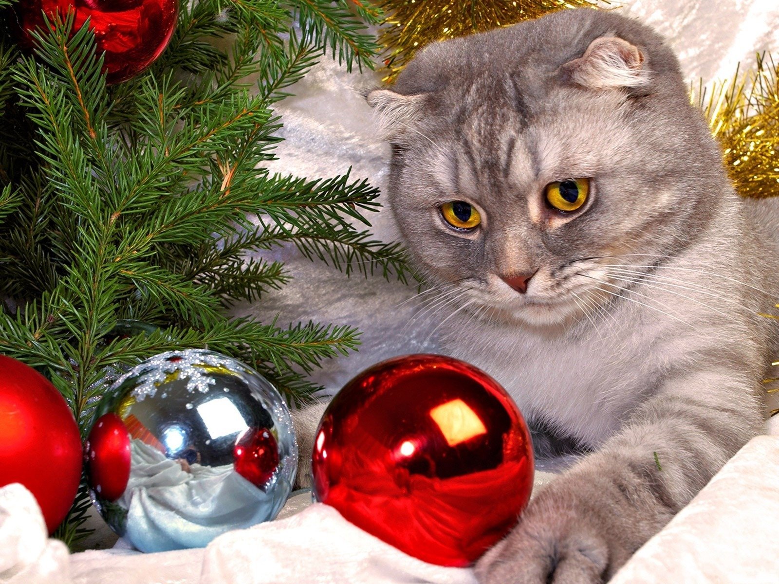 katze kugeln weihnachtsbaum