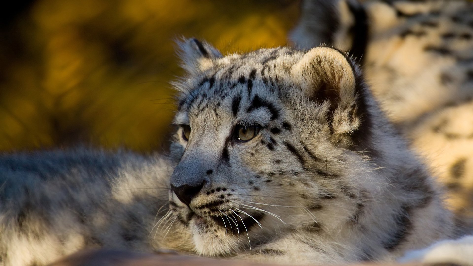 leopardo leopardo de las nieves irbis depredador