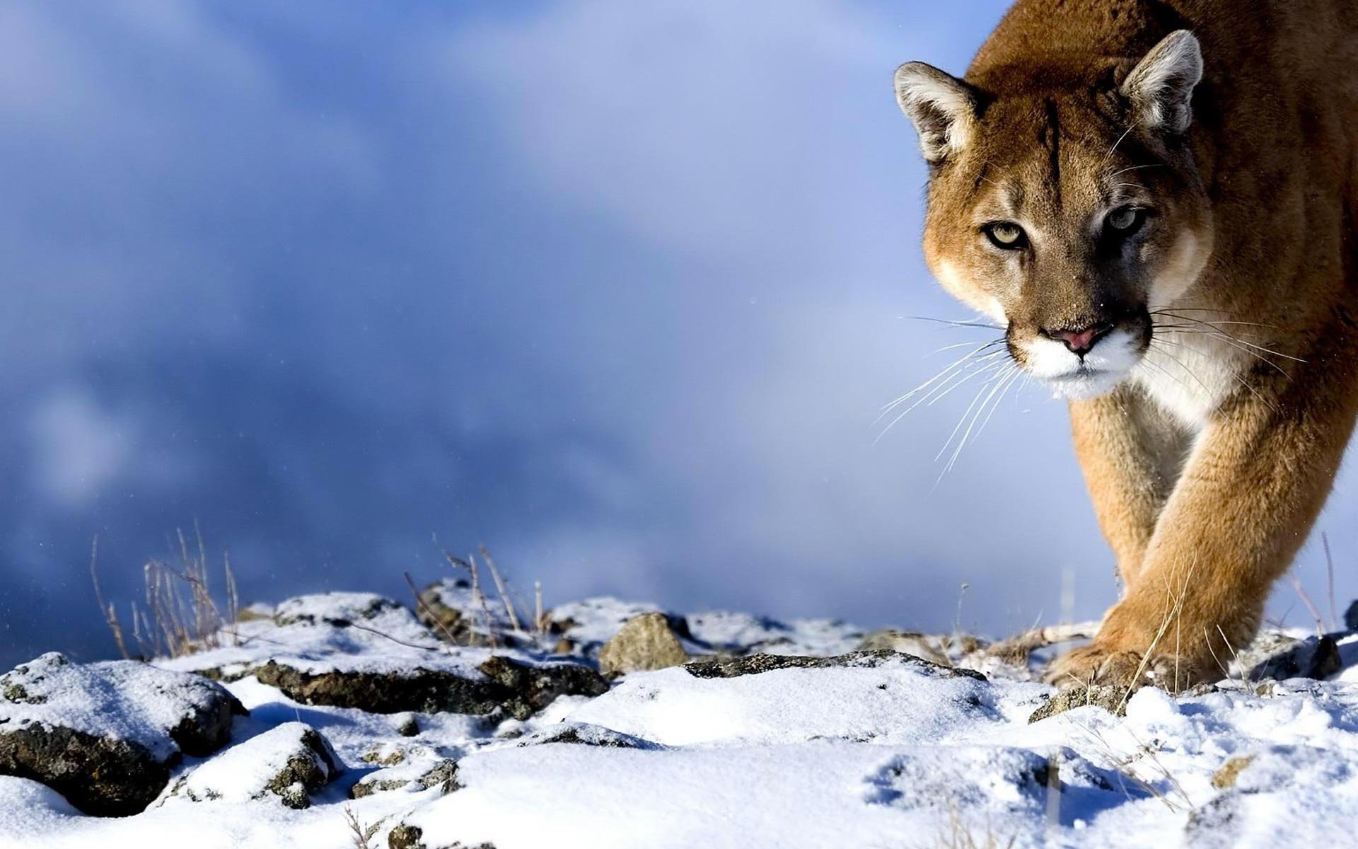 cougar predatore vista neve