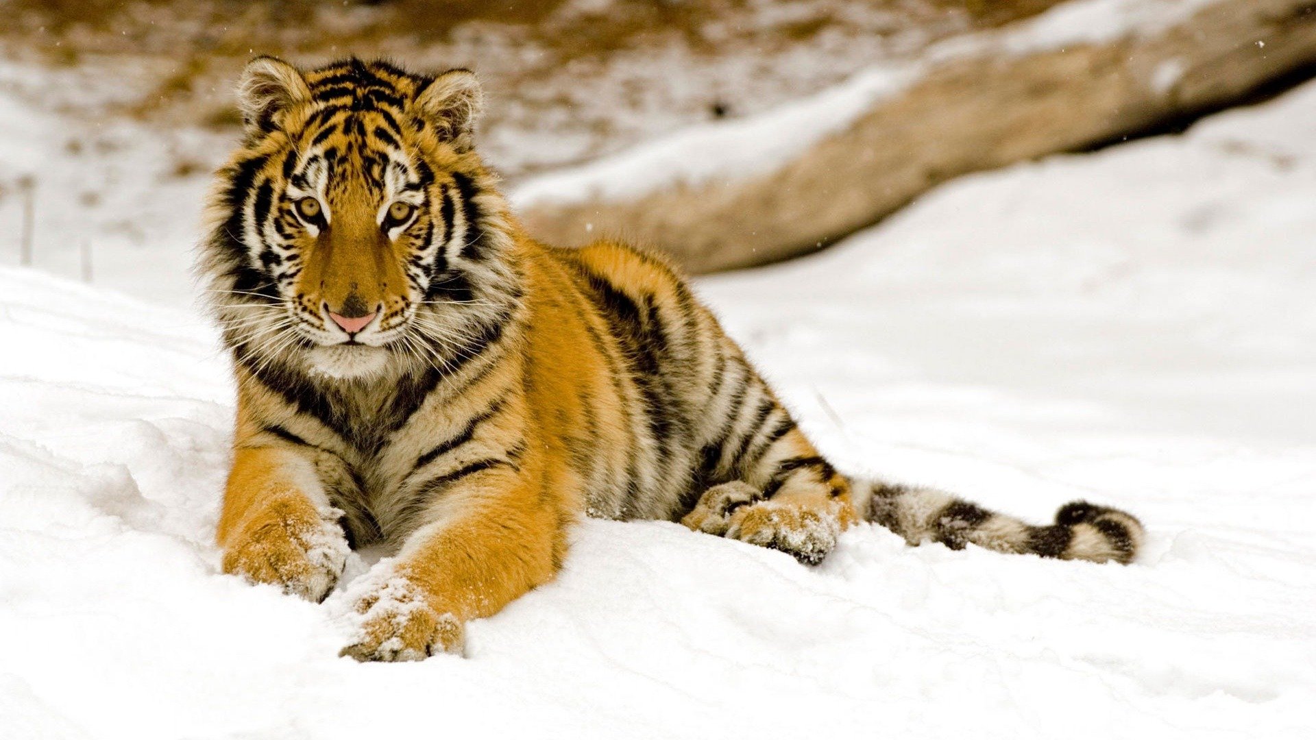 tiger winter schnee