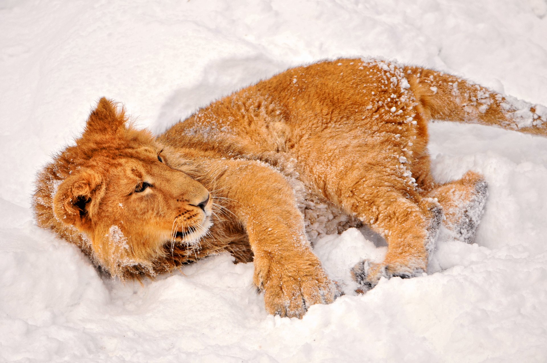 winter snow lion view