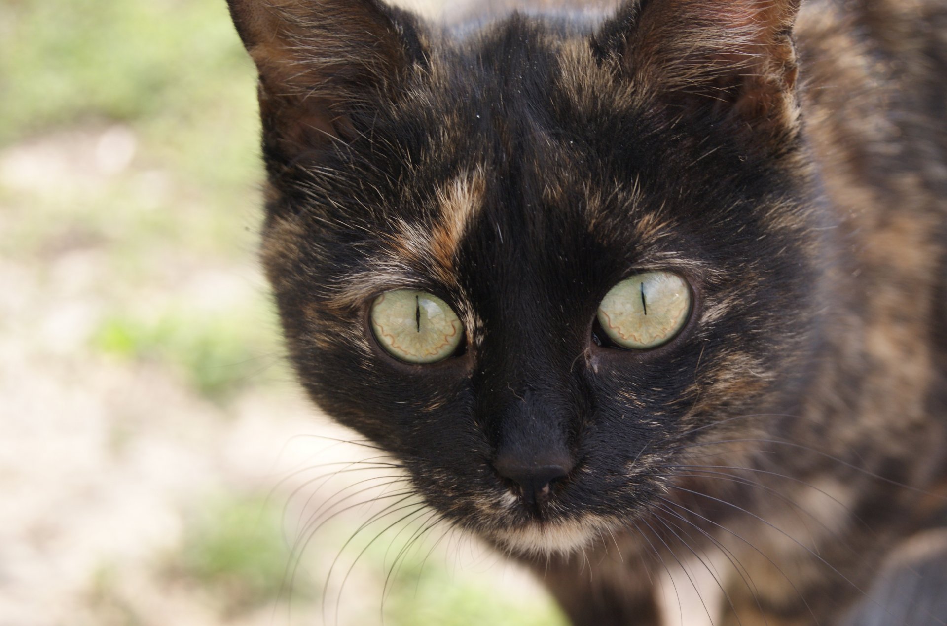 katze katze schnurrbart pfoten augen farbe nase