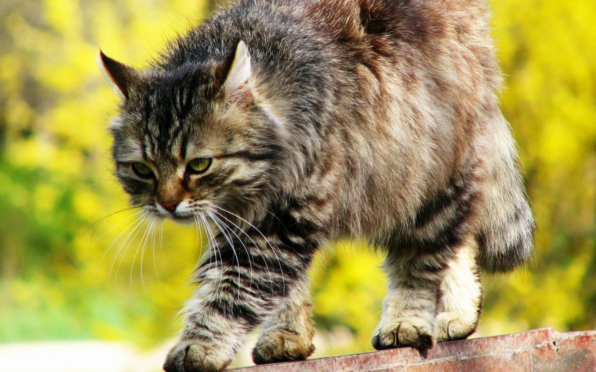 cat striped steals view