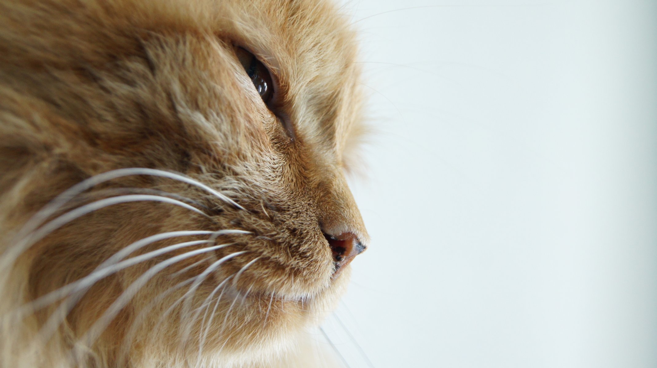 gato ojos perfil