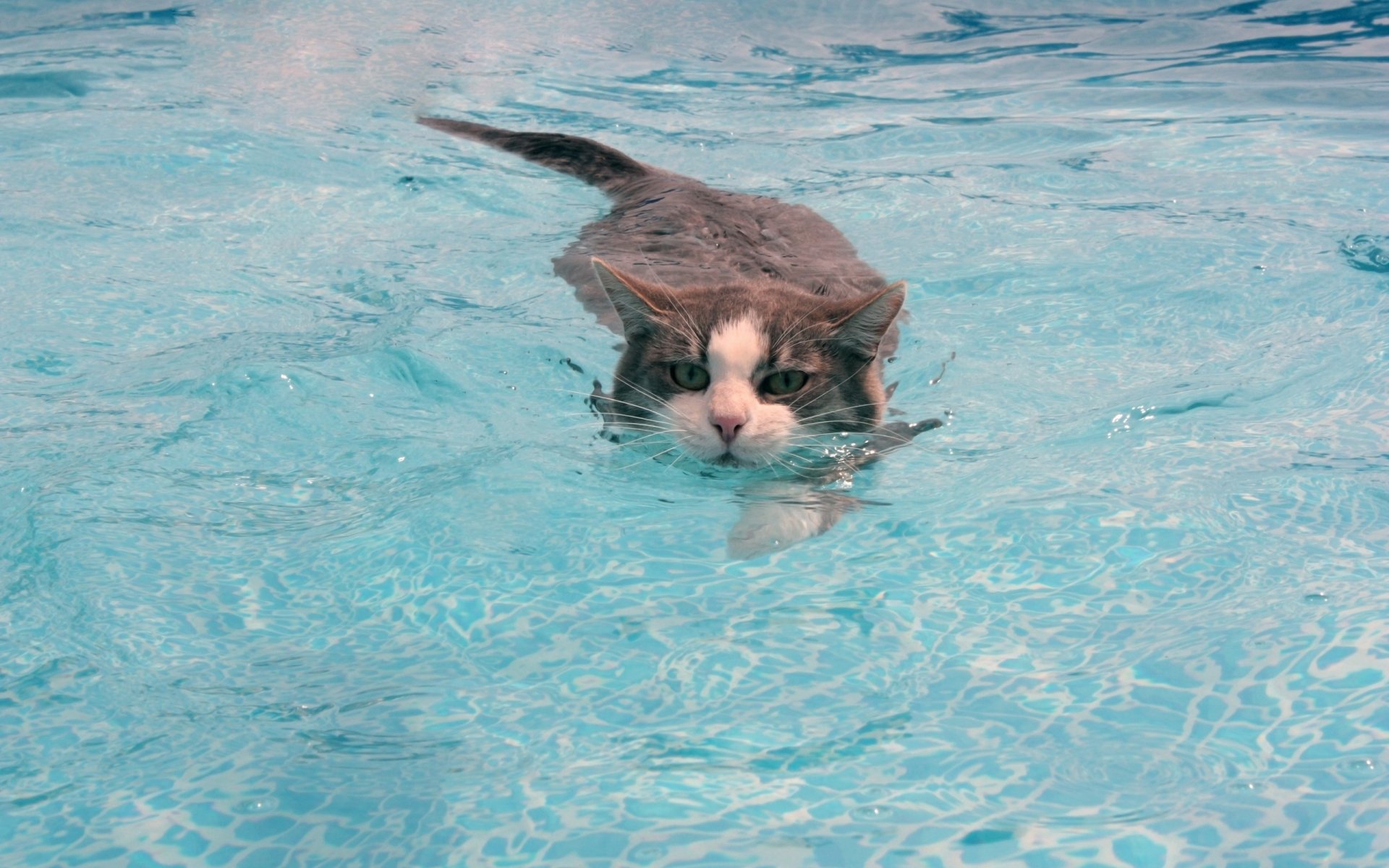 chat chat eau moustache