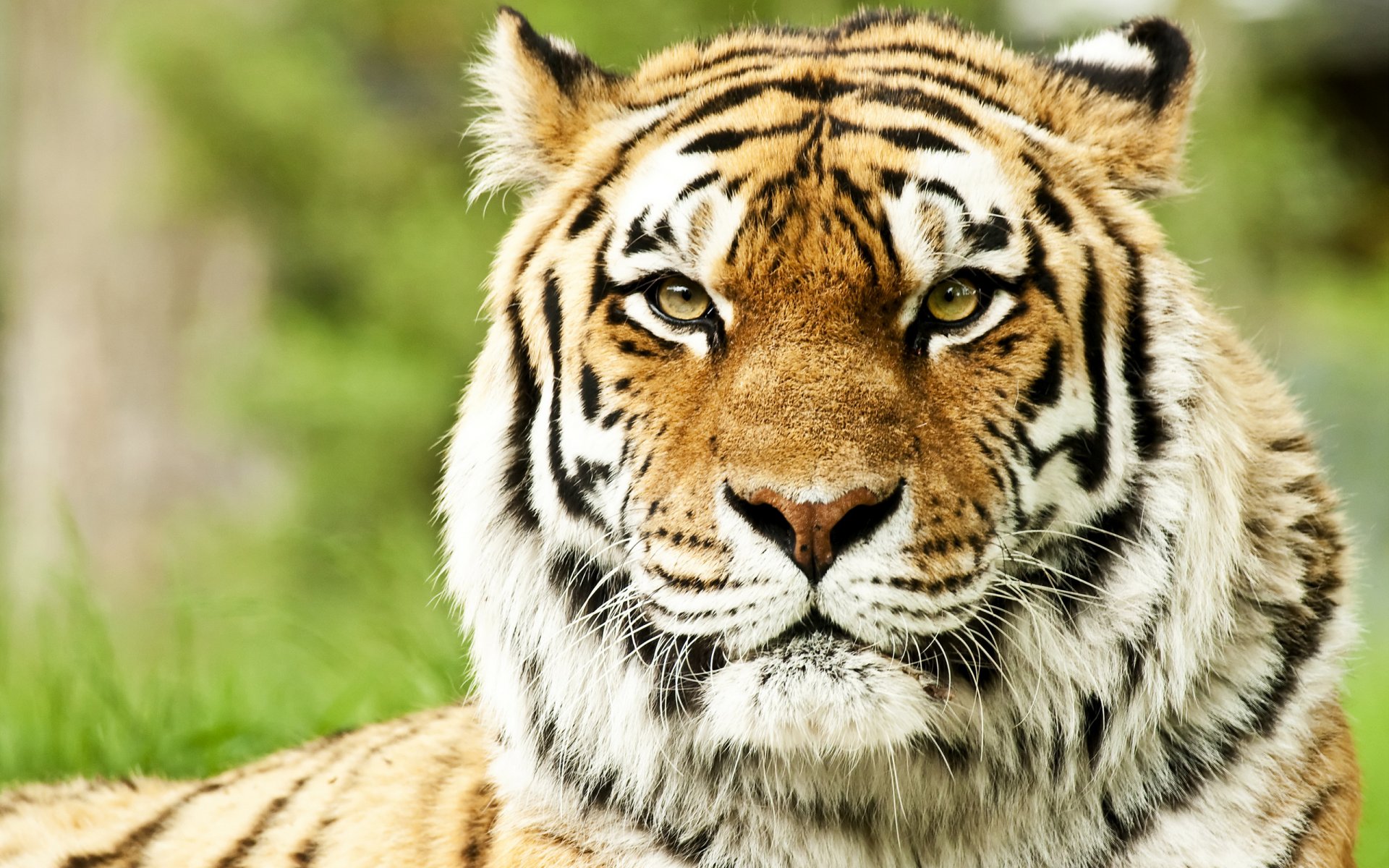 wild cats siberian tiger face of the muzzle predator