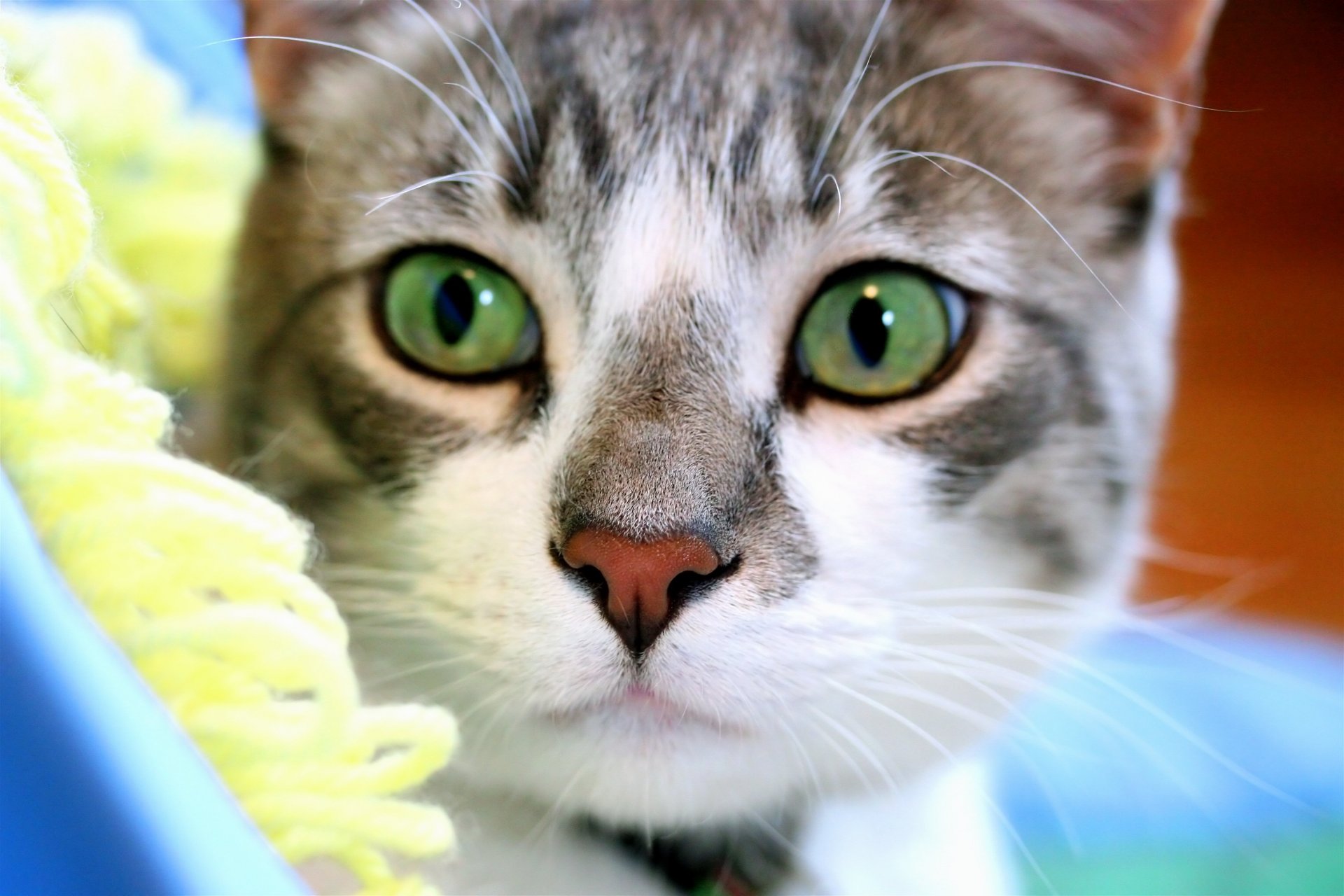 katze maulkorb aufmerksam blick grüne augen