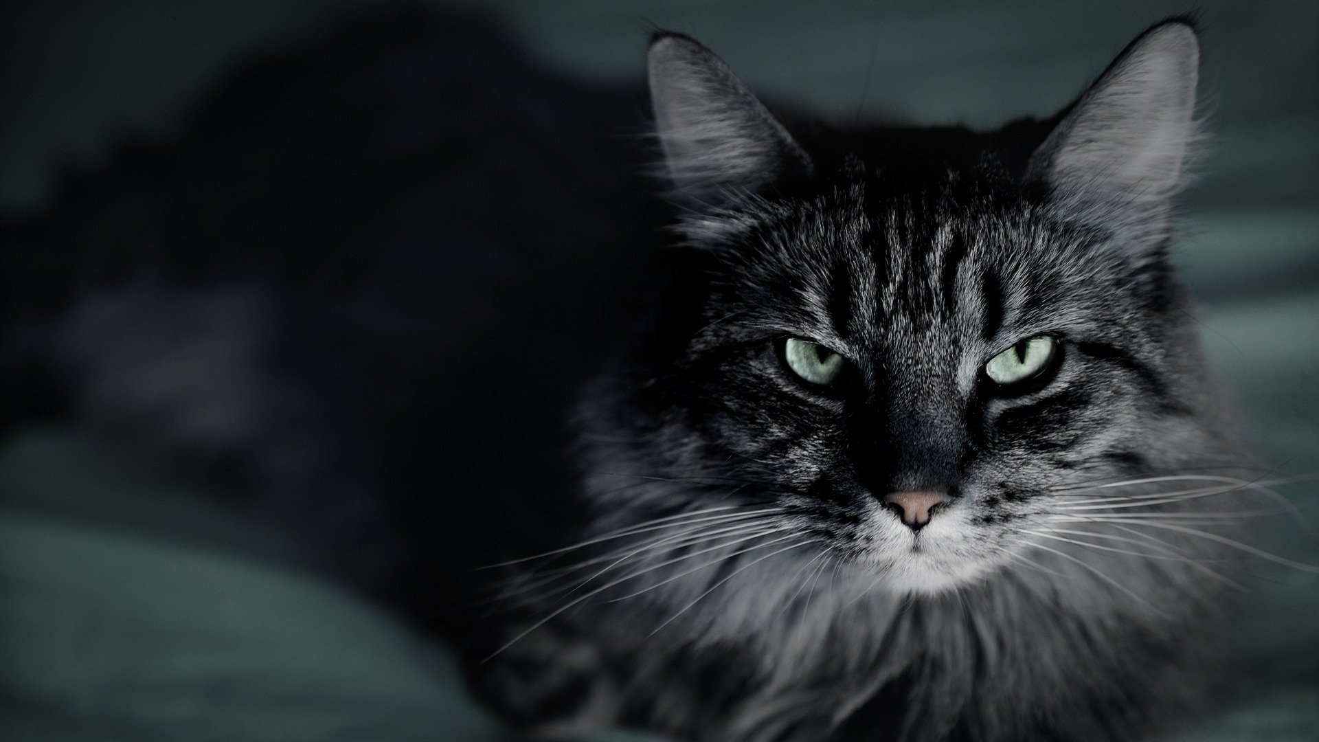 katze katze grau gestreift nahaufnahme makro schnurrbart dunkler hintergrund