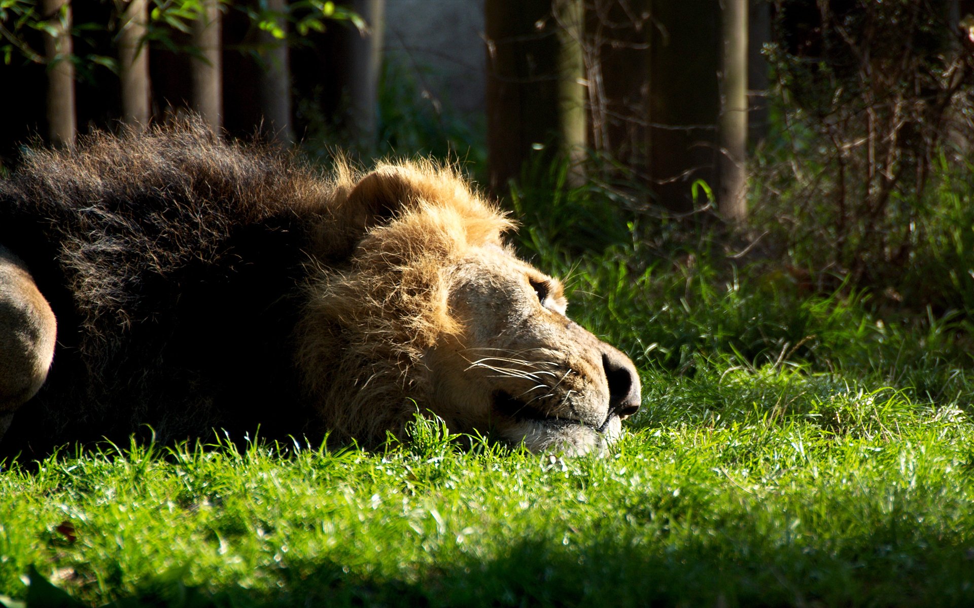 leone gatto criniera riposo si trova erba bestia animale