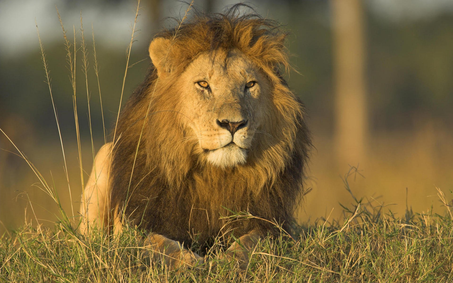 gatos salvajes león leones depredadores animales hierba naturaleza