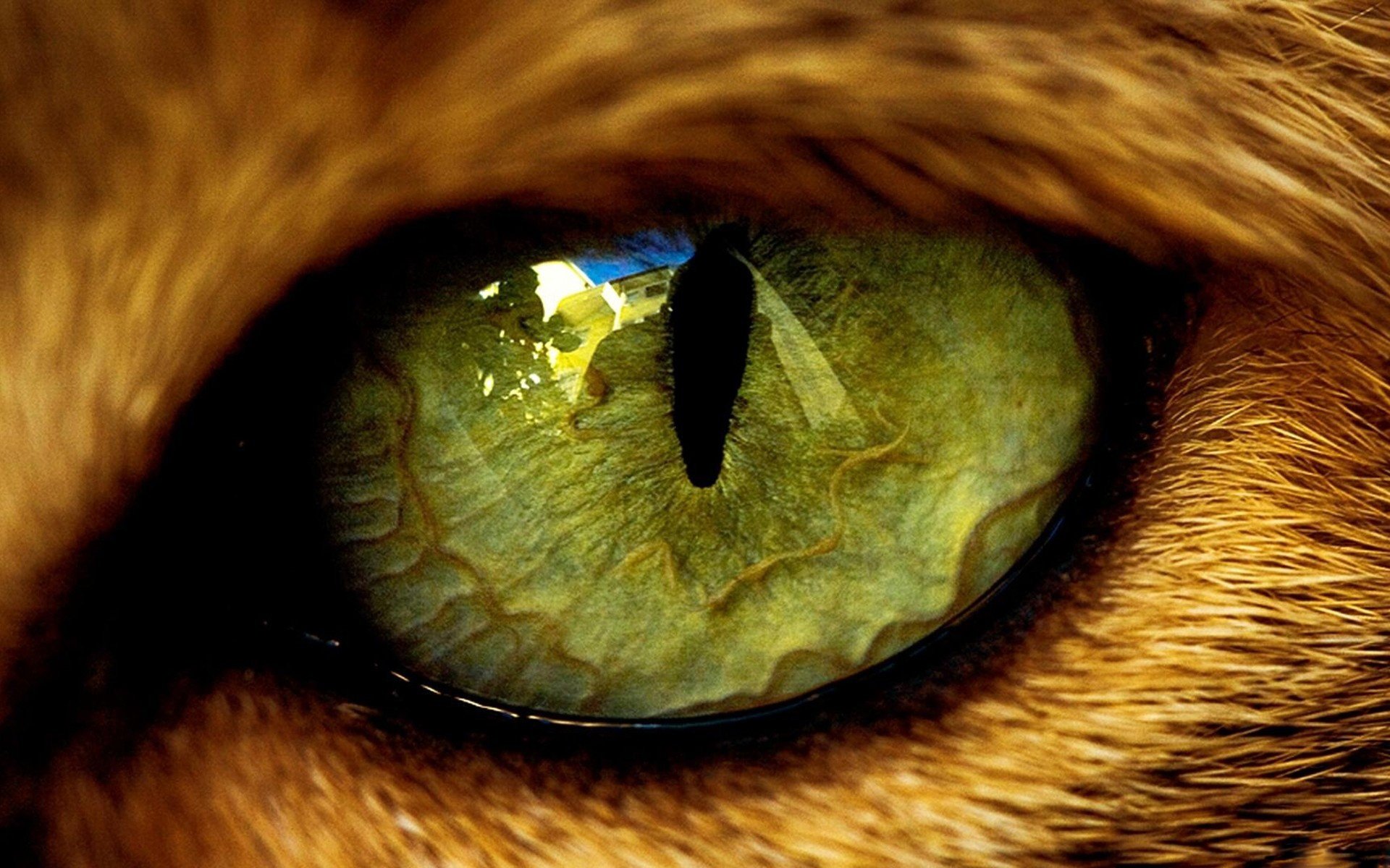 eye cat the beast animals wool pupil reflection