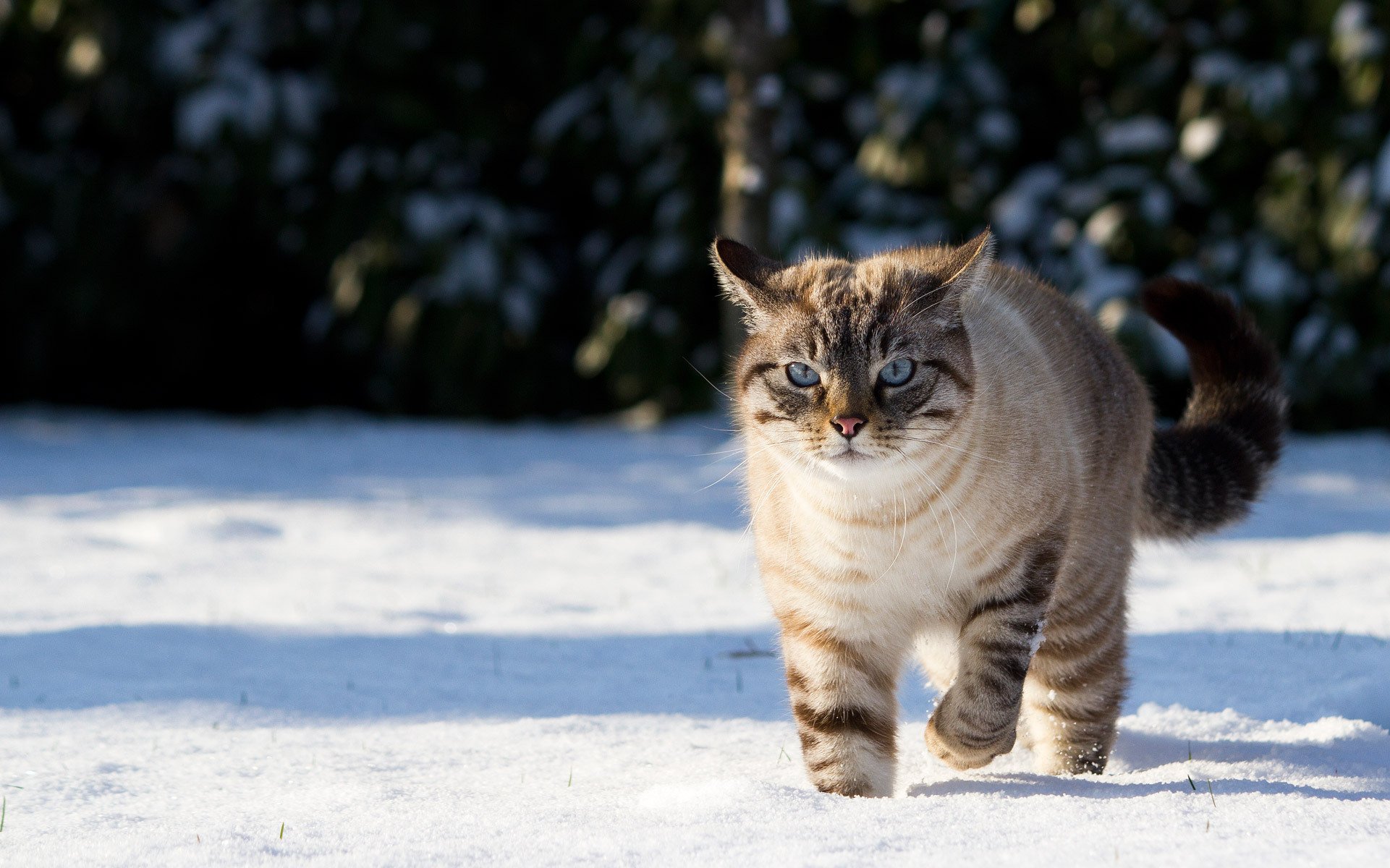 cat cat snow winter shadows nature