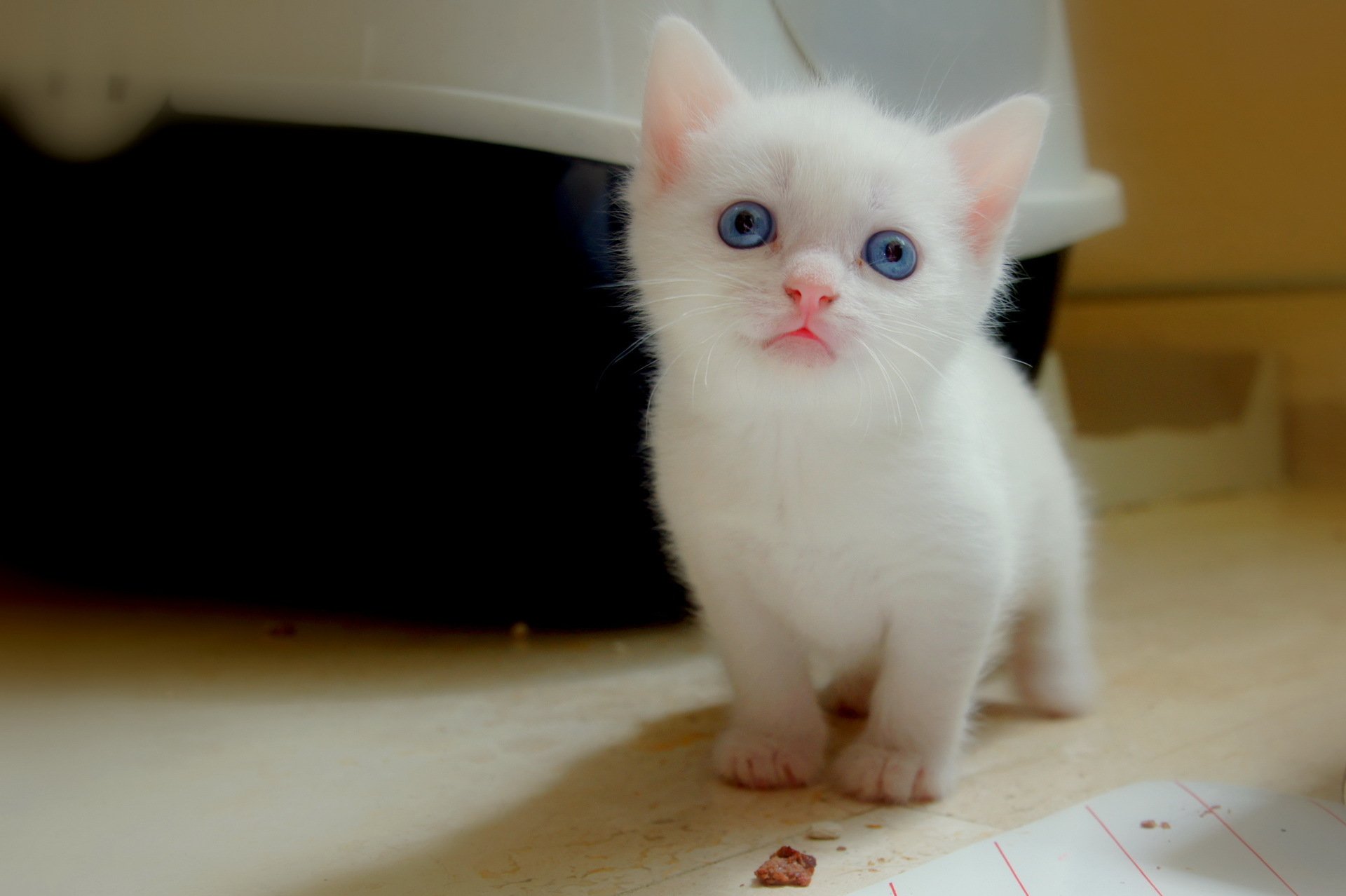 gato ojos mirada