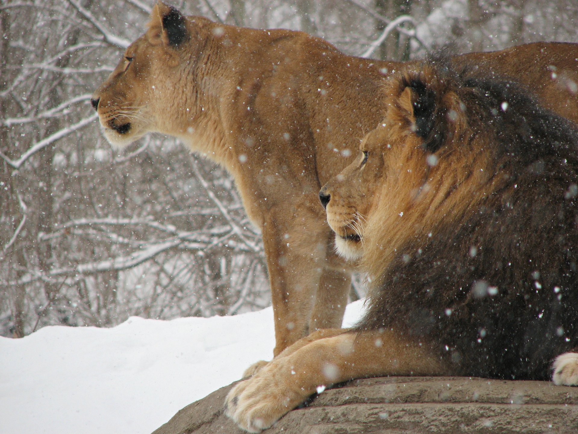 leo lioness animals cats the king of beasts winter snow wallpaper