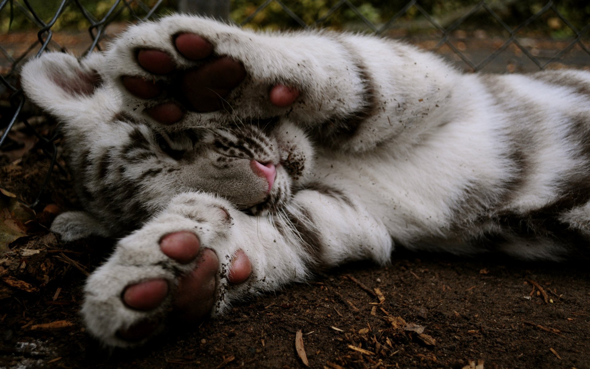 tigre colorazione zampe recinzione