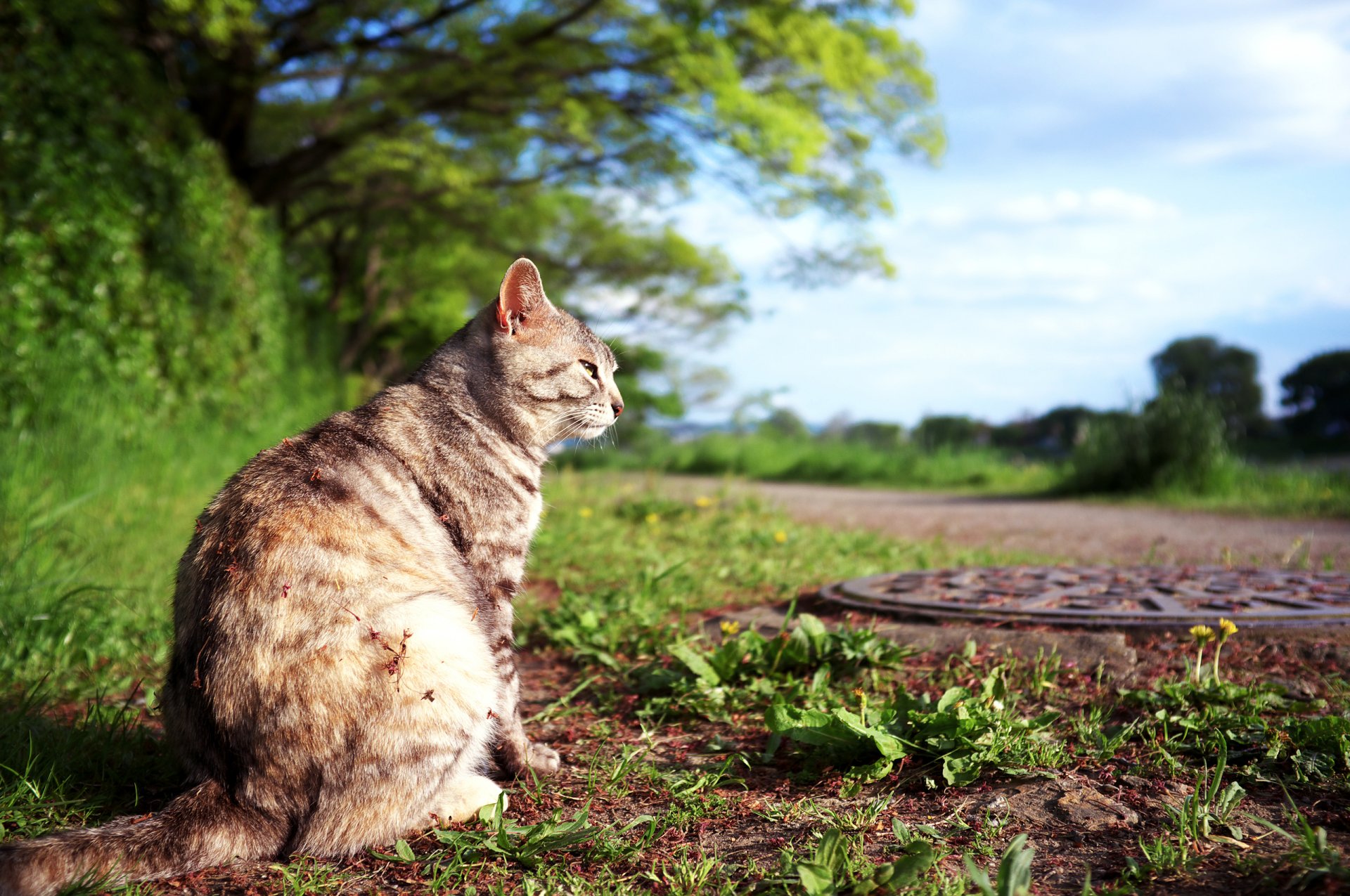 katze sitzt denkt nach schaut zu